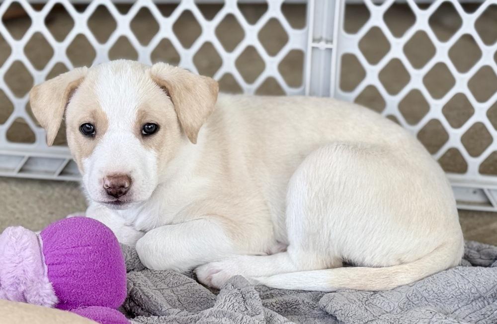 Hazel, a Adoptable mixed breed in Wildomar, CA image 2/3