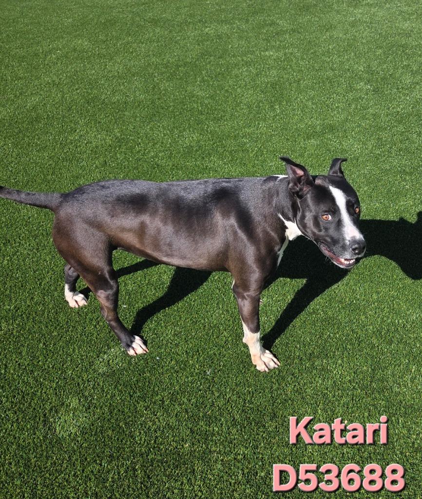 Katari, Adoptable, Young Female Pit Bull Terrier & Mixed Breed.