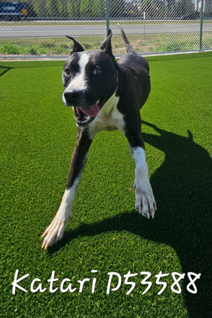 Katari, a Adoptable mixed breed in Clarksville, TN image 2/2