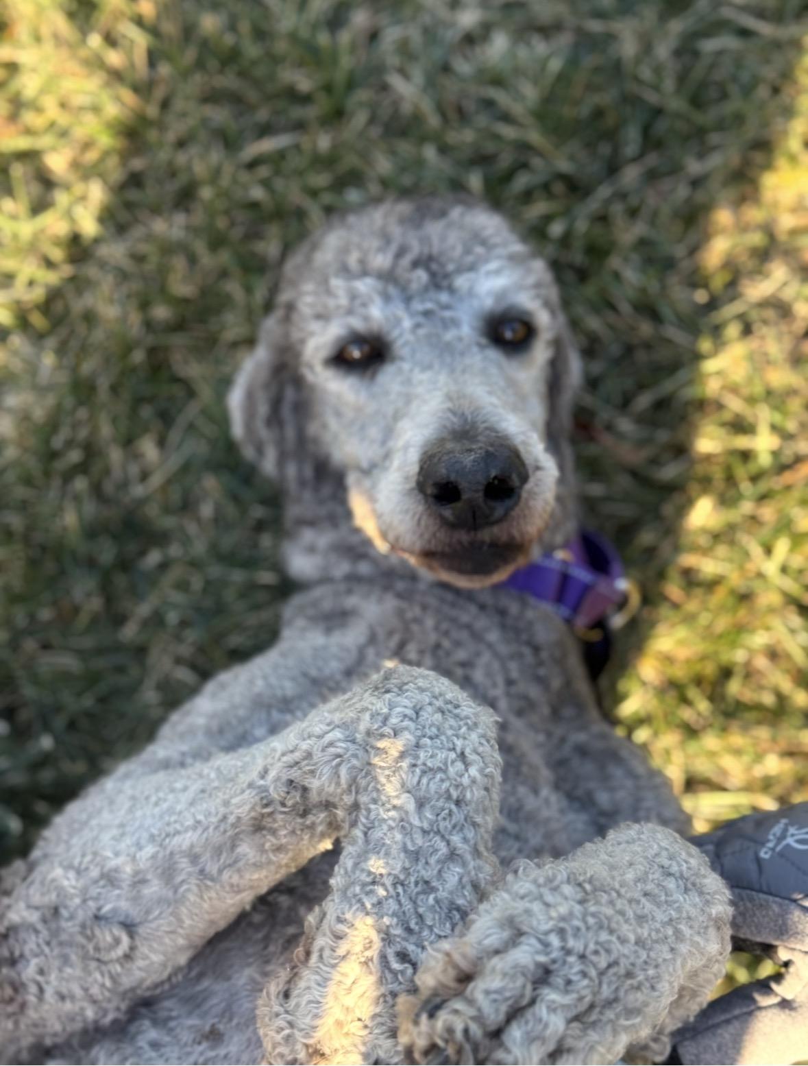 Juniper , ADOPTABLE, Adult Female Standard Poodle.