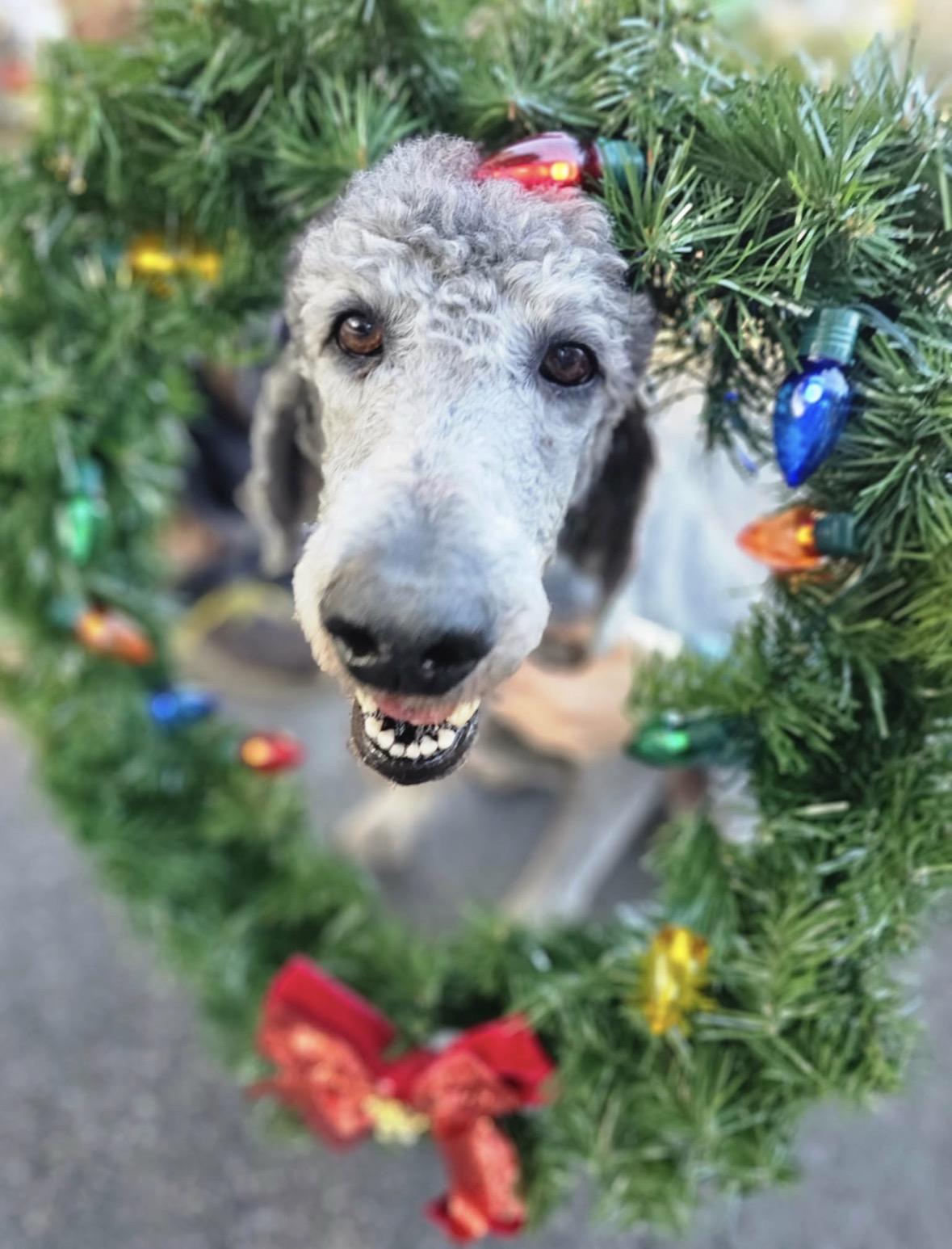 Enlarge Juniper , a ADOPTABLE Standard Poodle in Mendham, NJ image 2/5