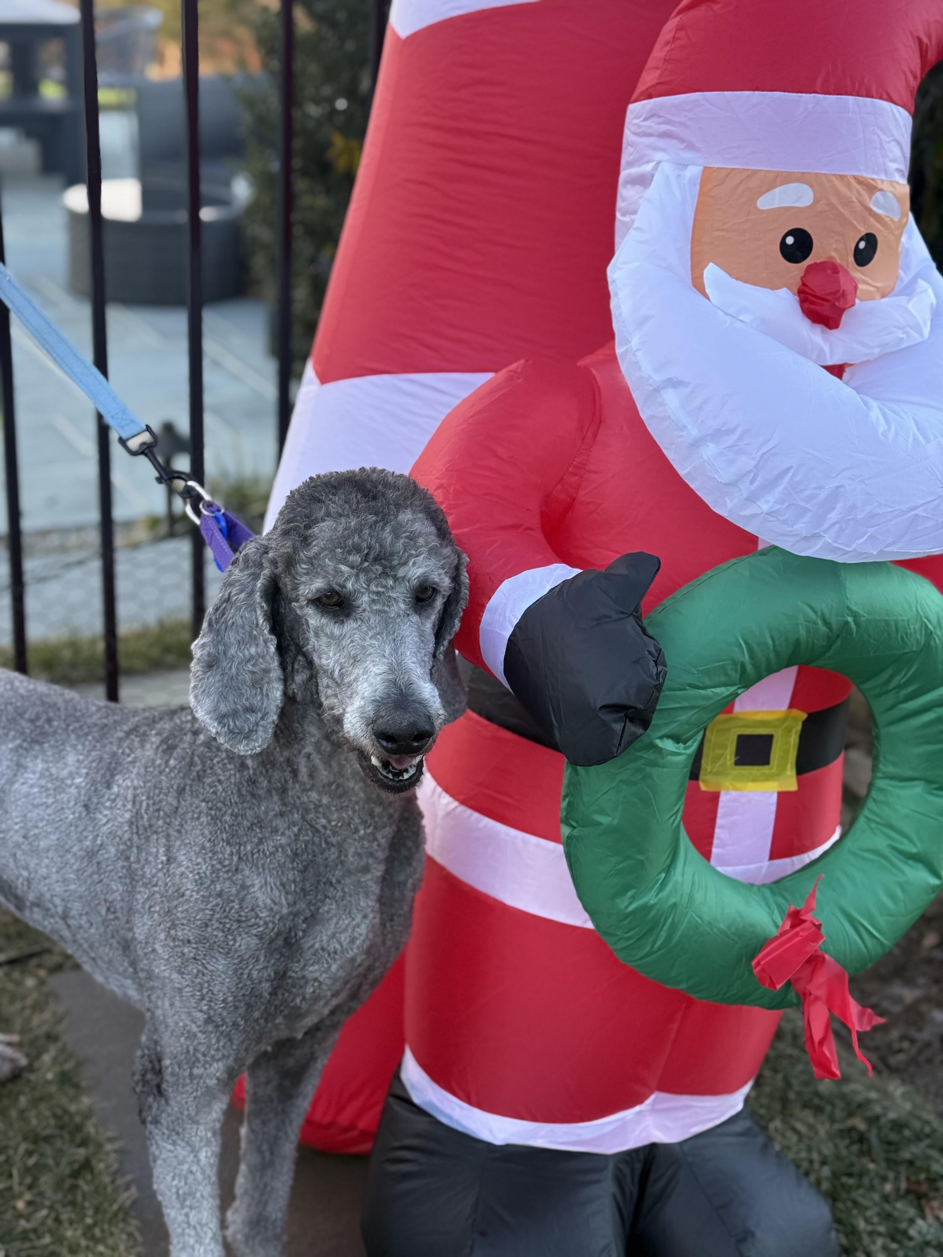 Enlarge Juniper , a ADOPTABLE Standard Poodle in Mendham, NJ image 5/5