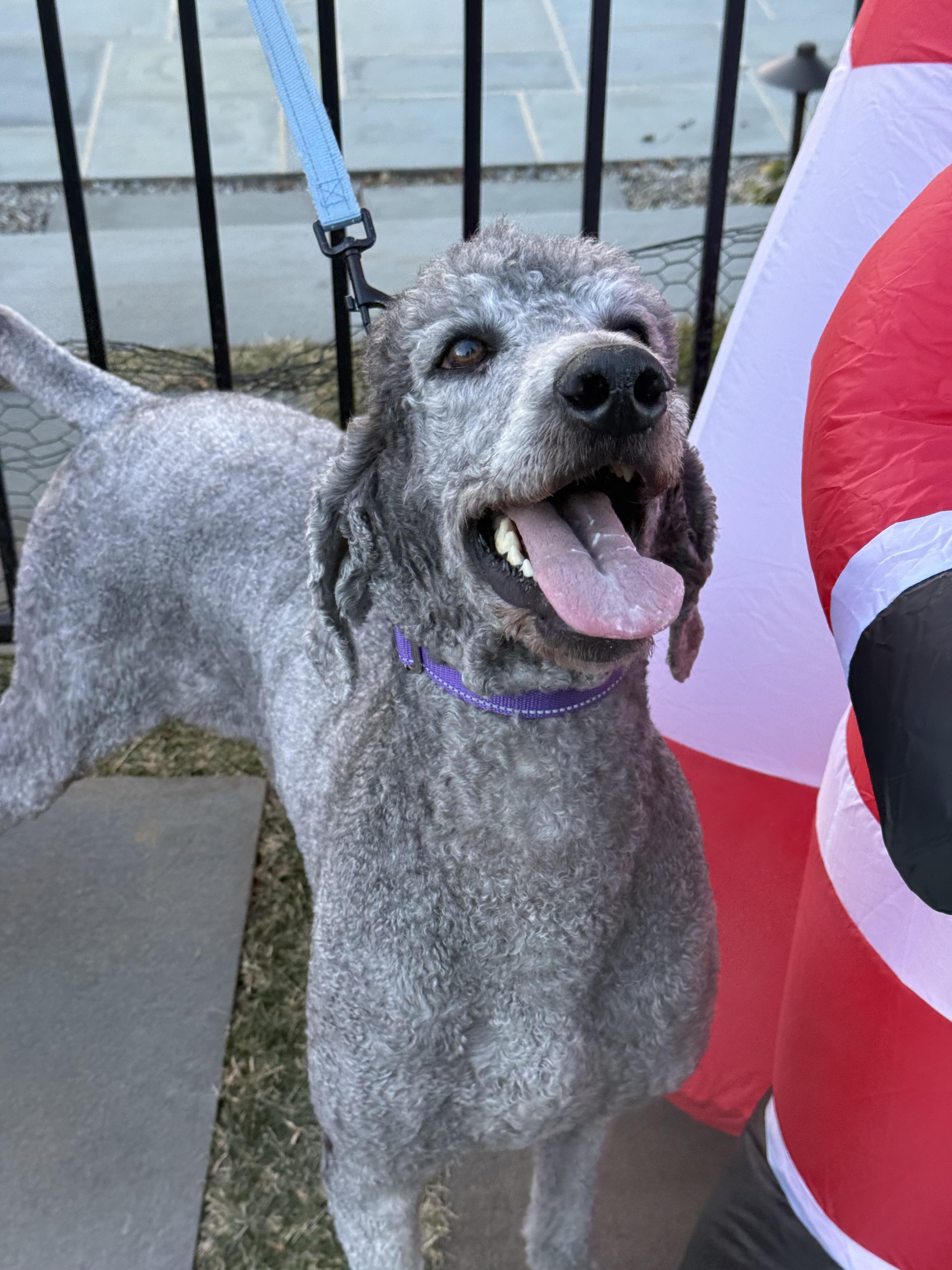 Enlarge Juniper , a ADOPTABLE Standard Poodle in Mendham, NJ image 1/5