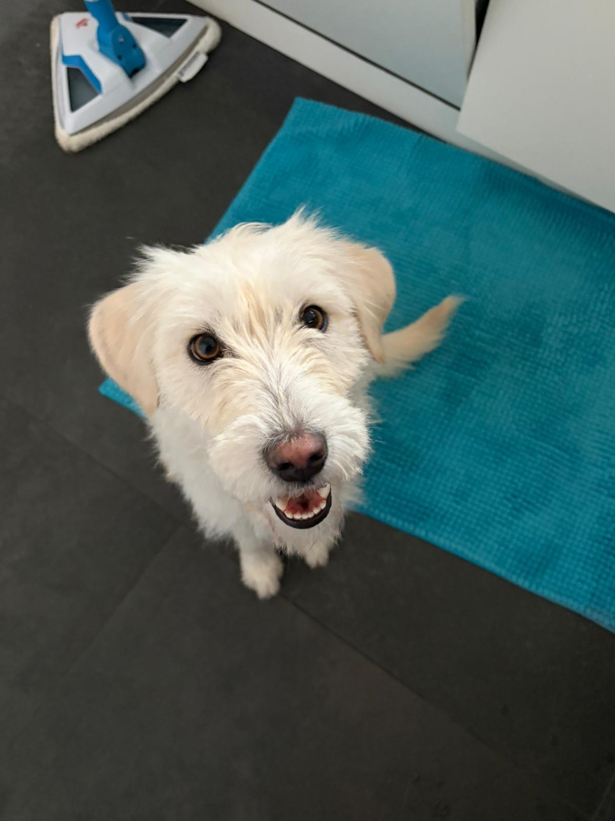 Enlarge Snowy, an adopted mixed breed in Newmarket, ON image 2/4