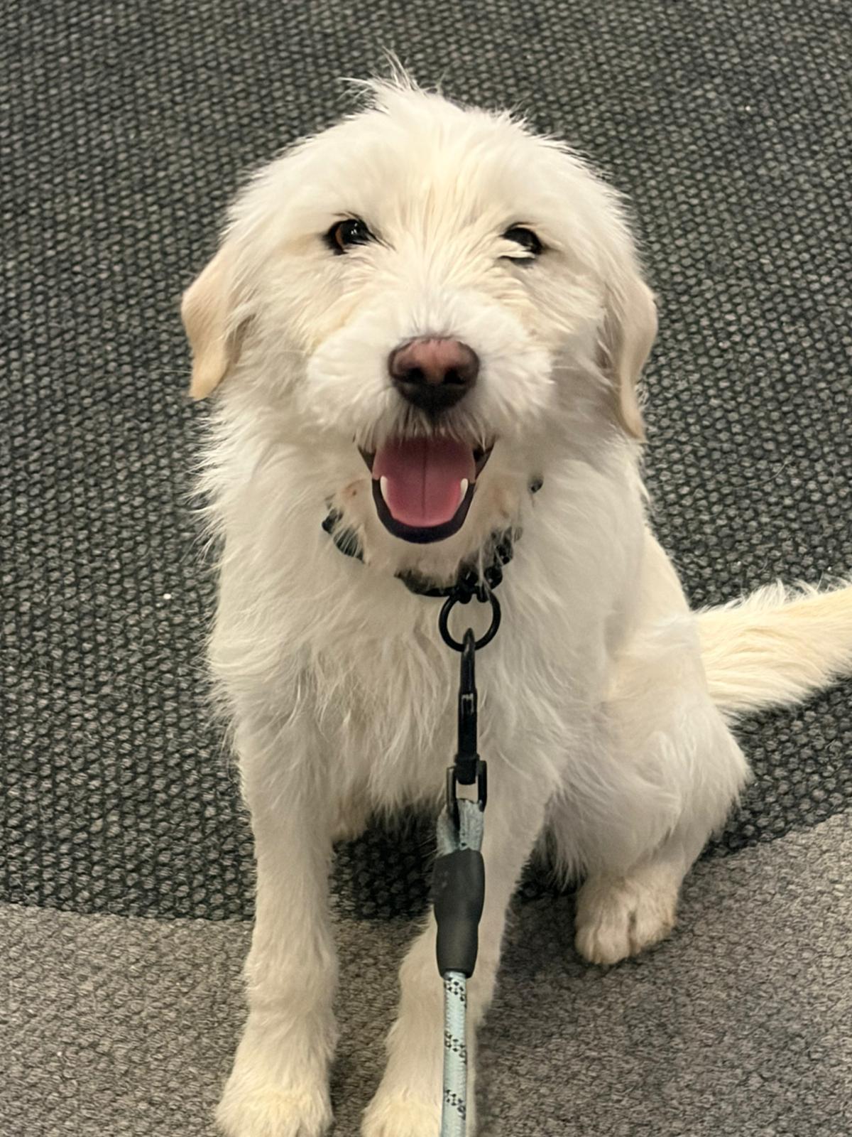 Snowy, adopted, Young Female Wirehaired Terrier & Poodle.