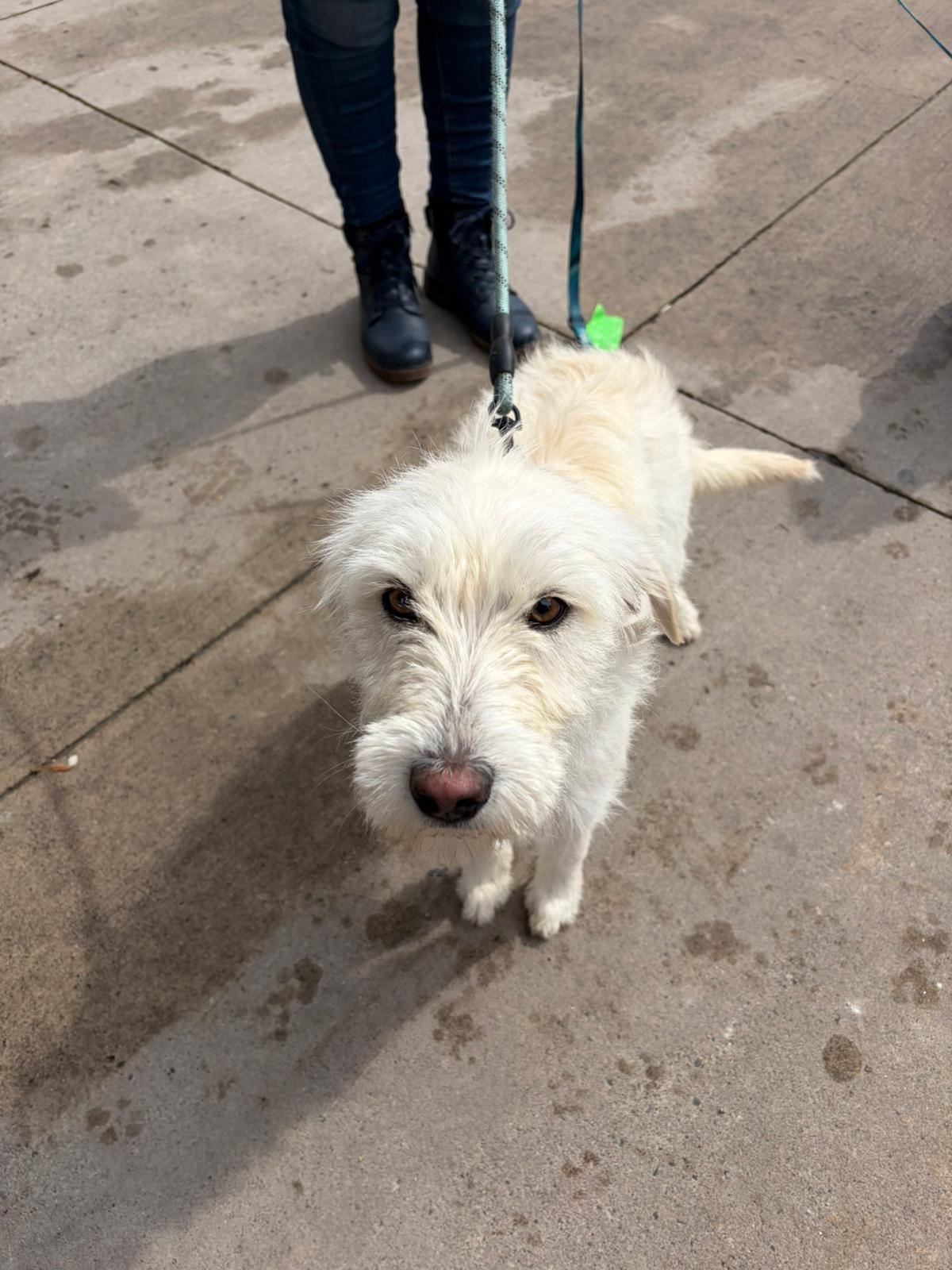 Enlarge Snowy, an adopted mixed breed in Newmarket, ON image 4/4