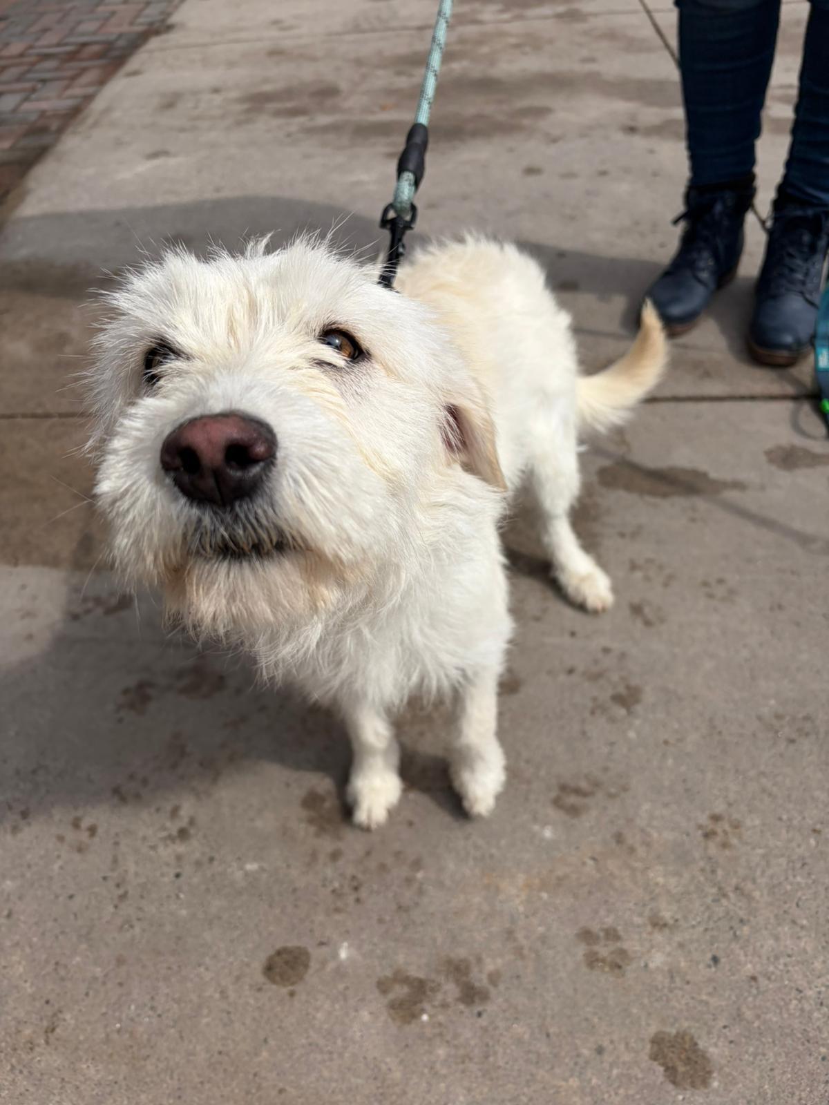 Enlarge Snowy, an adopted mixed breed in Newmarket, ON image 3/4