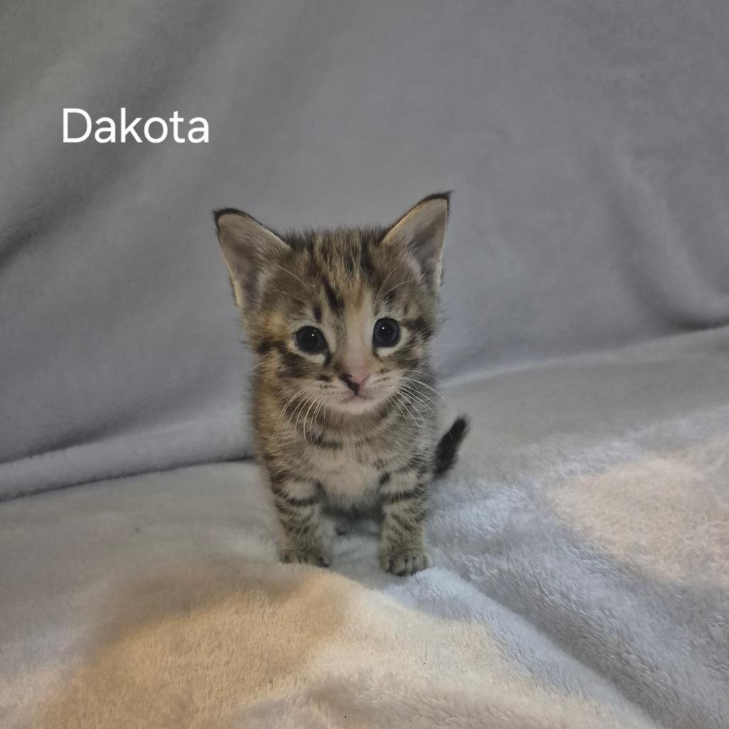 Dakota, ADOPTABLE, Kitten Female Domestic Short Hair.