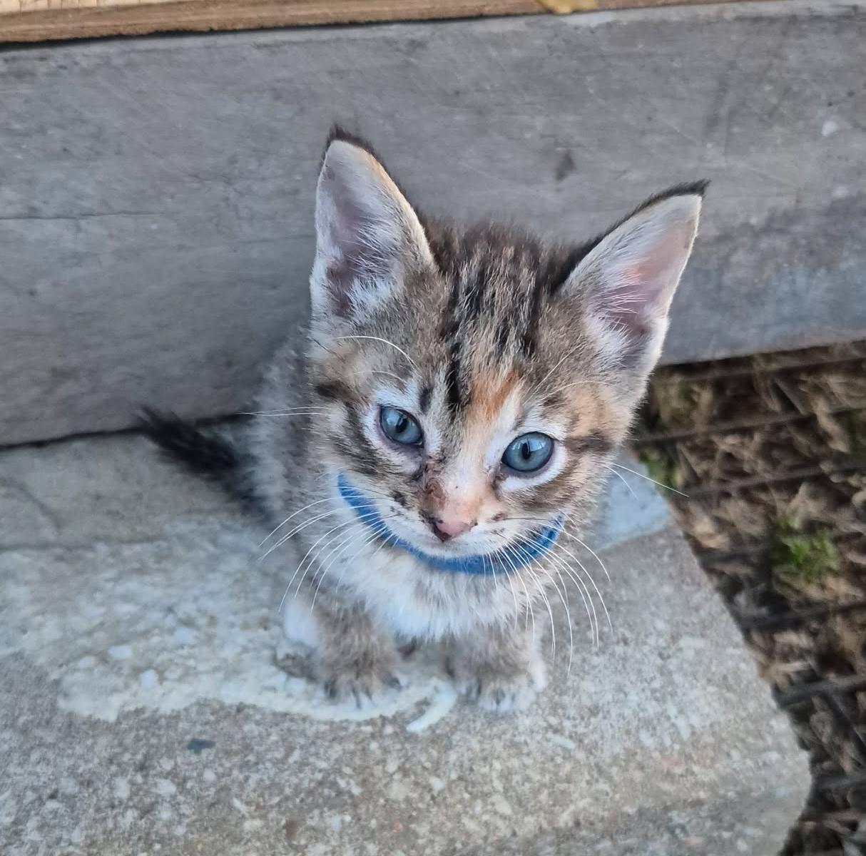 Enlarge Dakota, an adopted Domestic Short Hair in Okmulgee, OK image 2/3