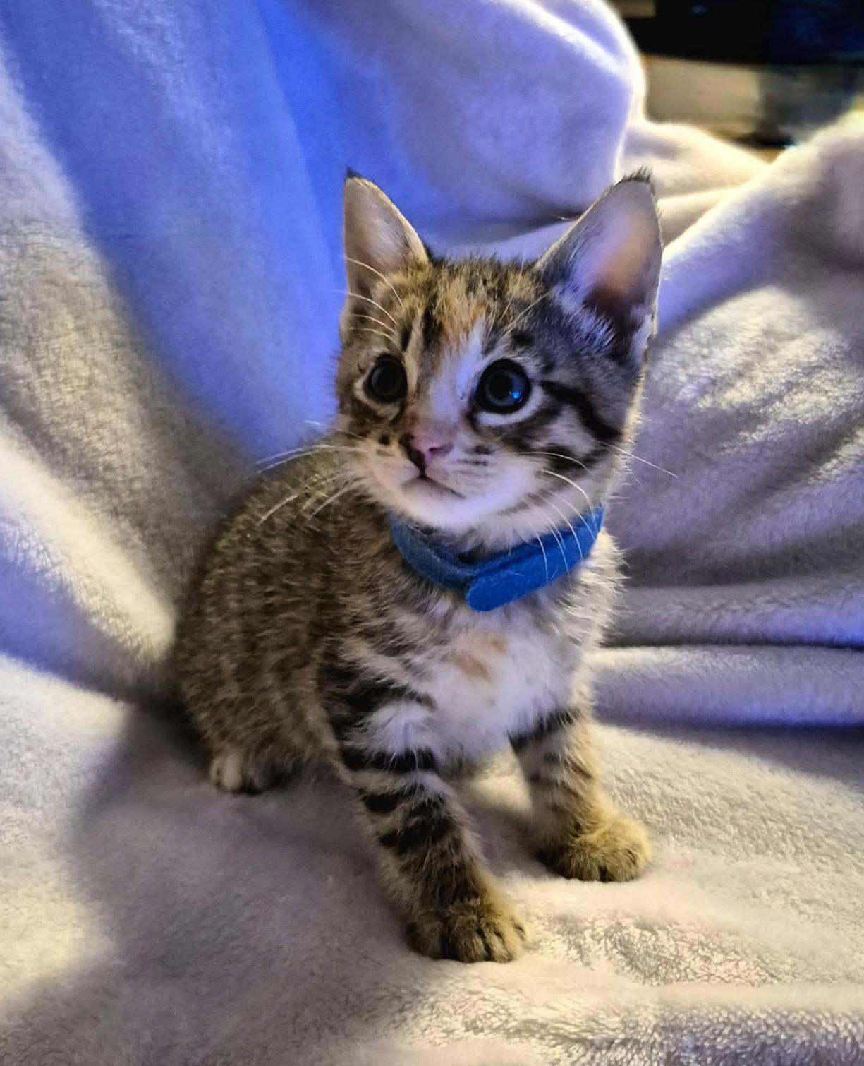 Enlarge Dakota, an adopted Domestic Short Hair in Okmulgee, OK image 1/3