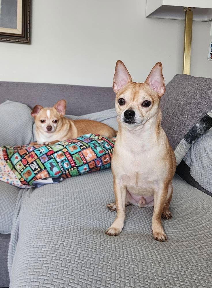 Winston, Adoptable, Adult Male Chihuahua.