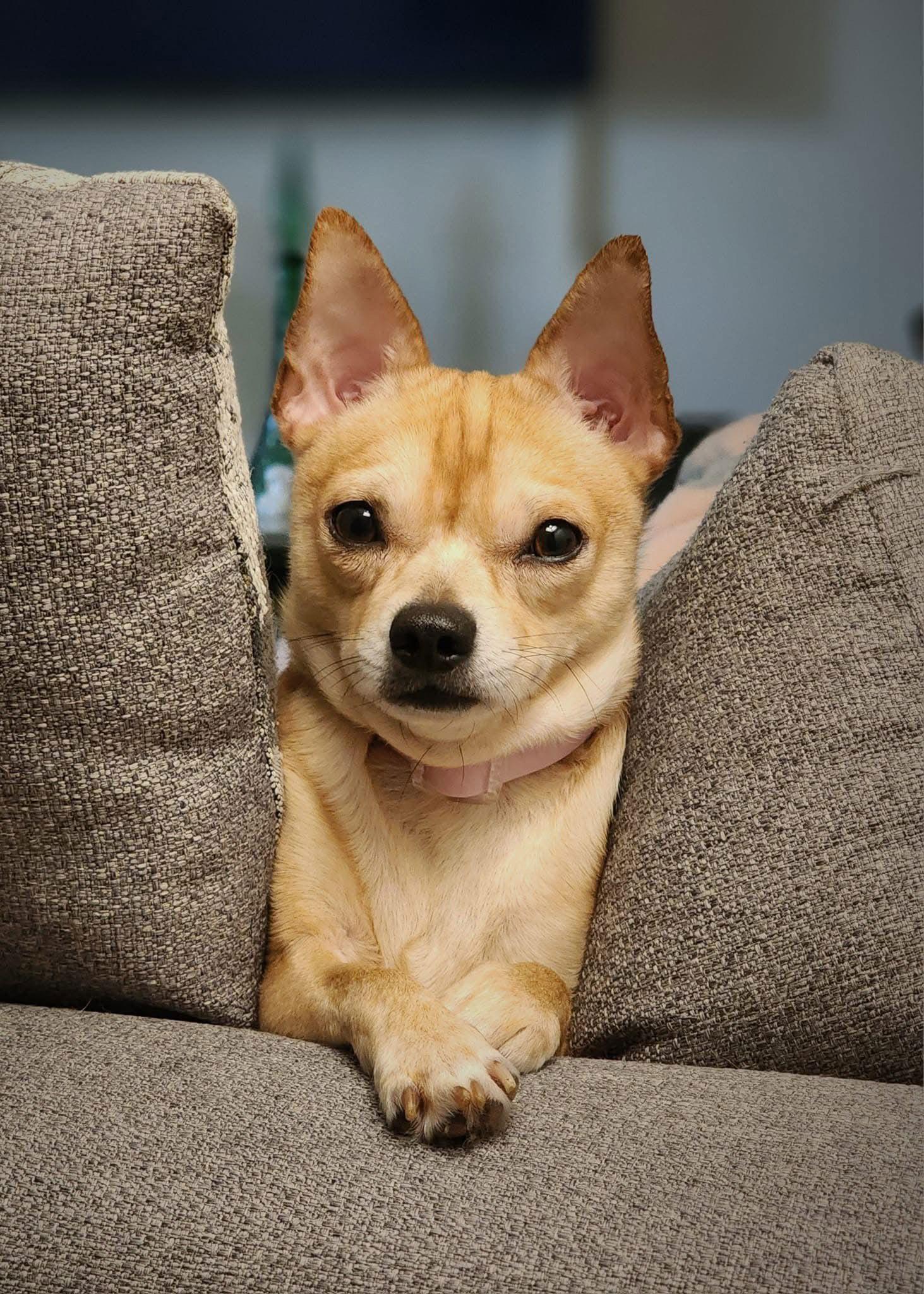 Enlarge Winston, a Adoptable Chihuahua in Utica, MI image 2/3