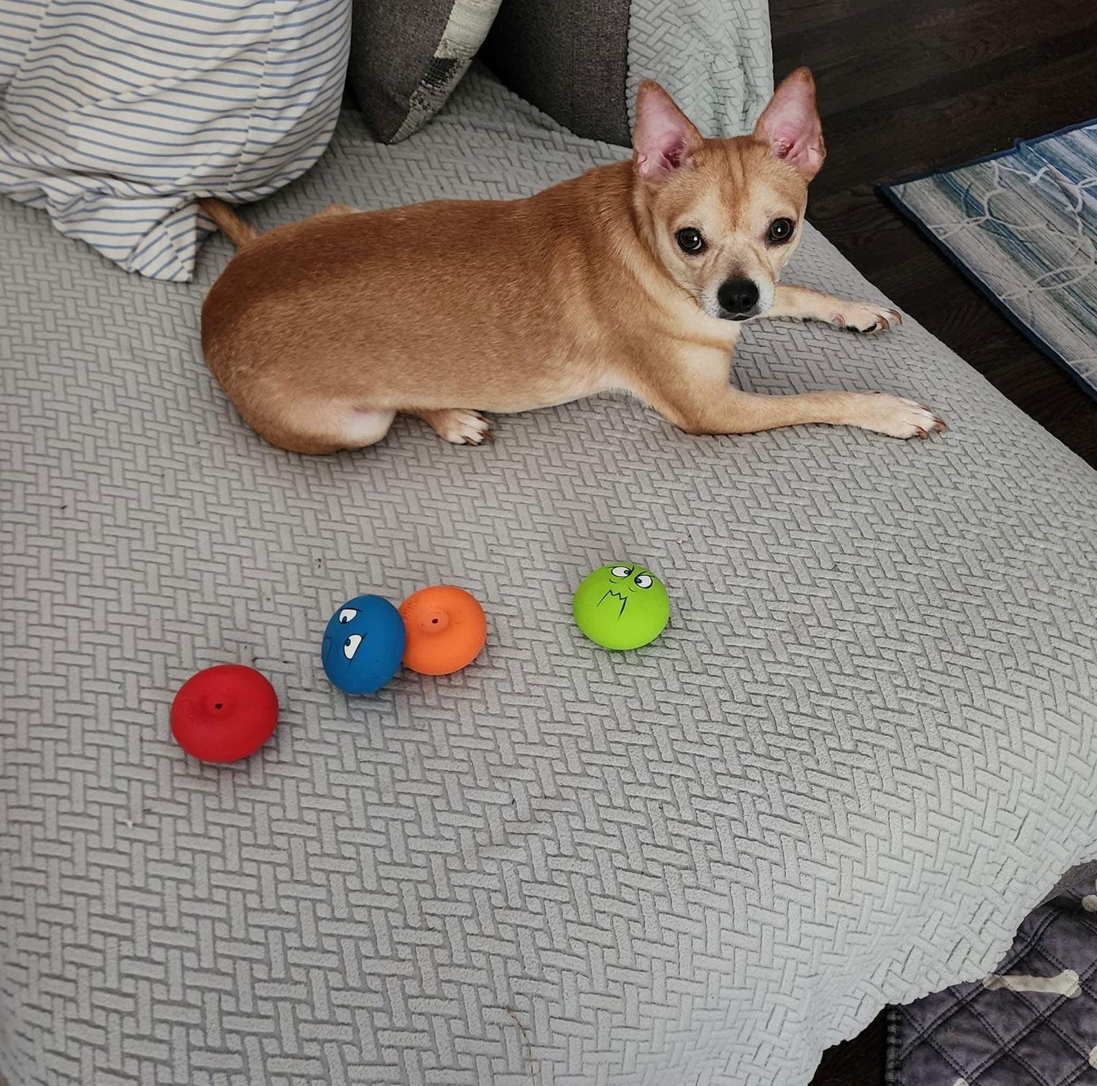 Enlarge Winston, a Adoptable Chihuahua in Utica, MI image 3/3