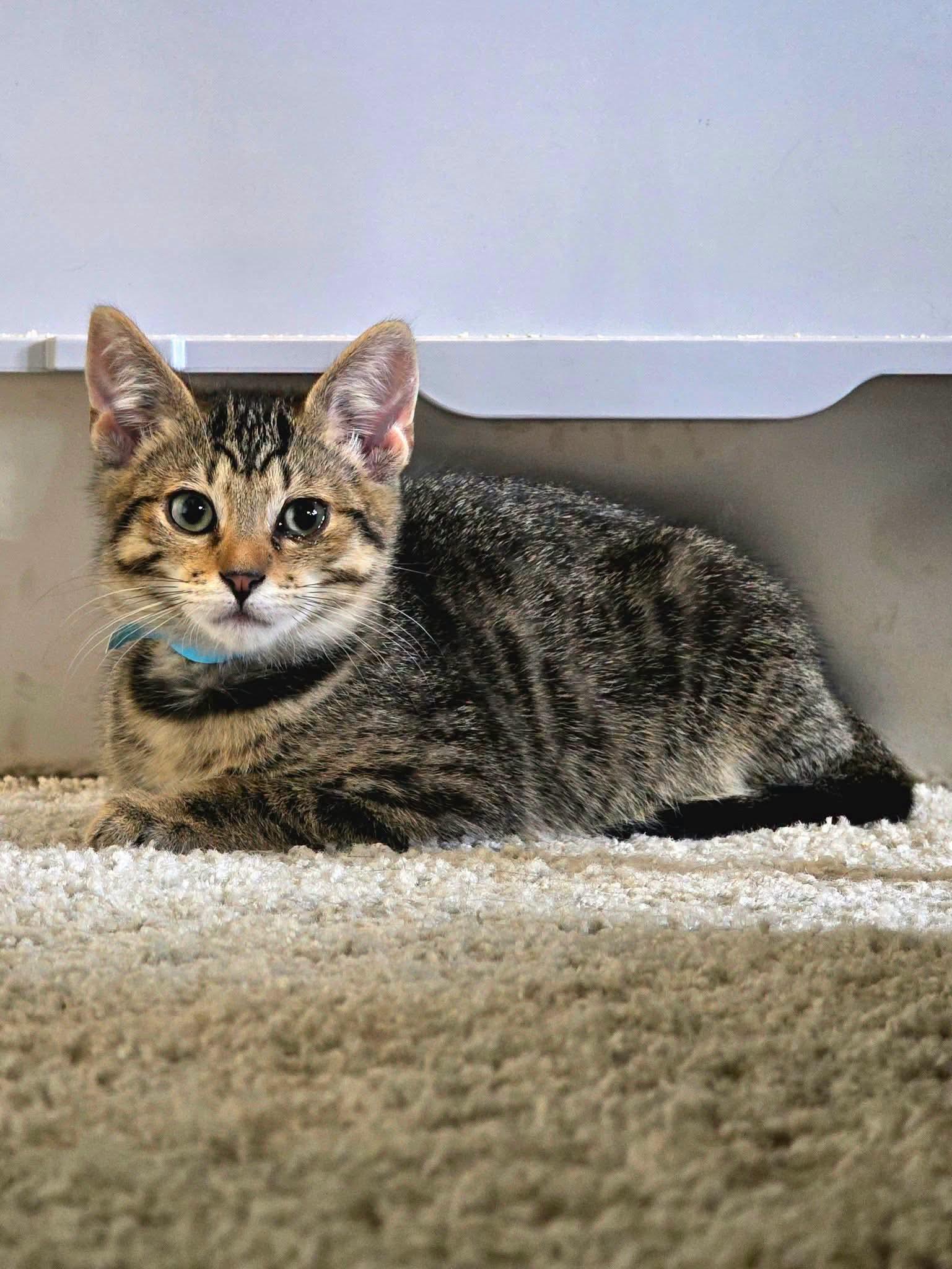David, Adoptable, Kitten Male Domestic Short Hair.