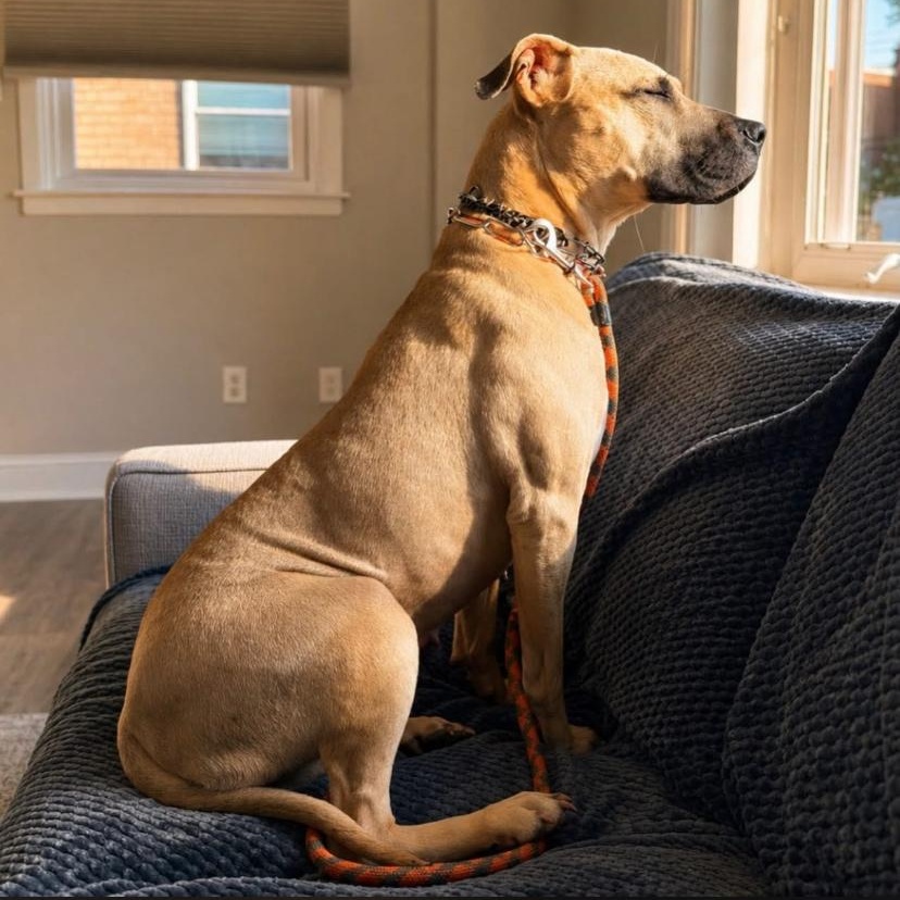 Enlarge Billie Jean, a ADOPTABLE mixed breed in Philadelphia, PA image 4/6