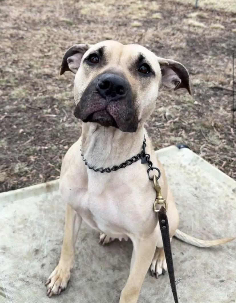 Enlarge Billie Jean, a ADOPTABLE mixed breed in Philadelphia, PA image 3/5