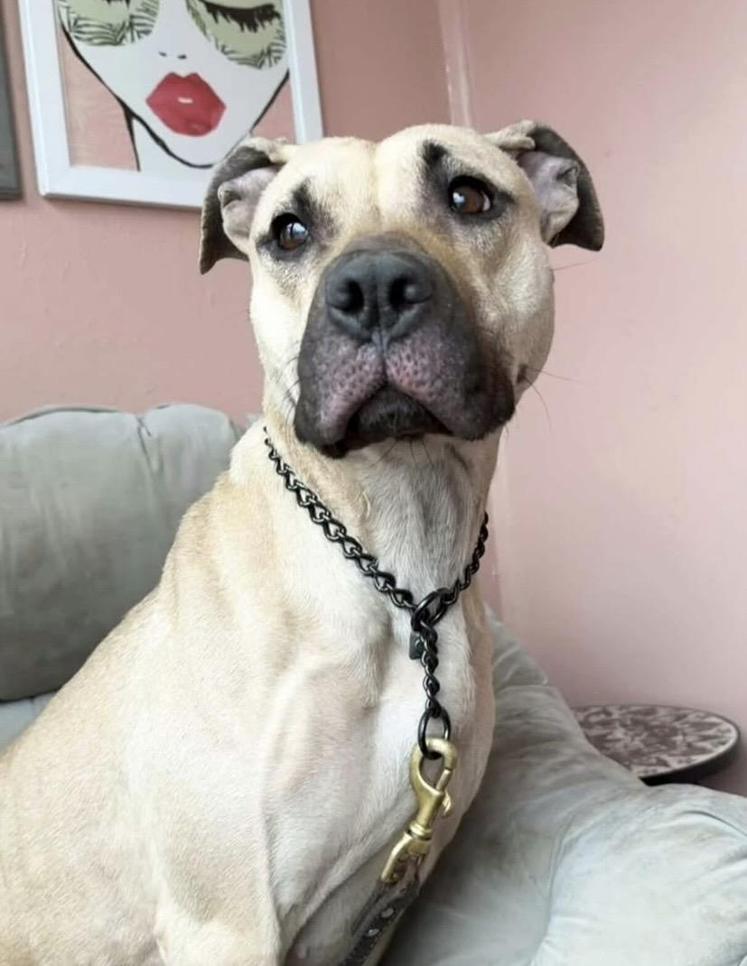 Enlarge Billie Jean, a ADOPTABLE mixed breed in Philadelphia, PA image 4/5