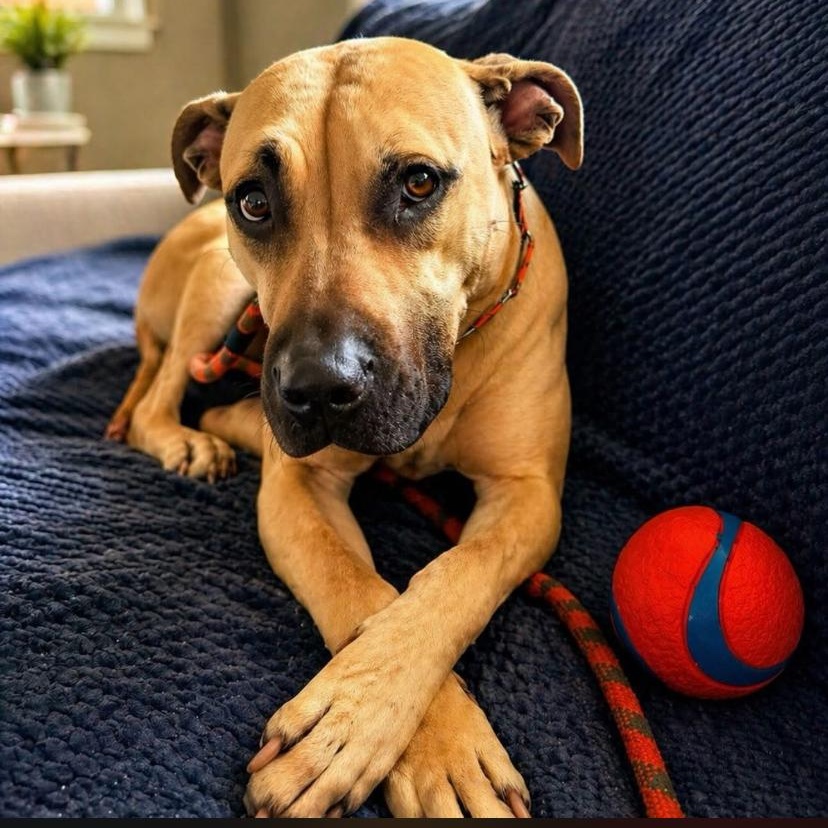 Billie Jean, ADOPTABLE, Young Female Black Mouth Cur.