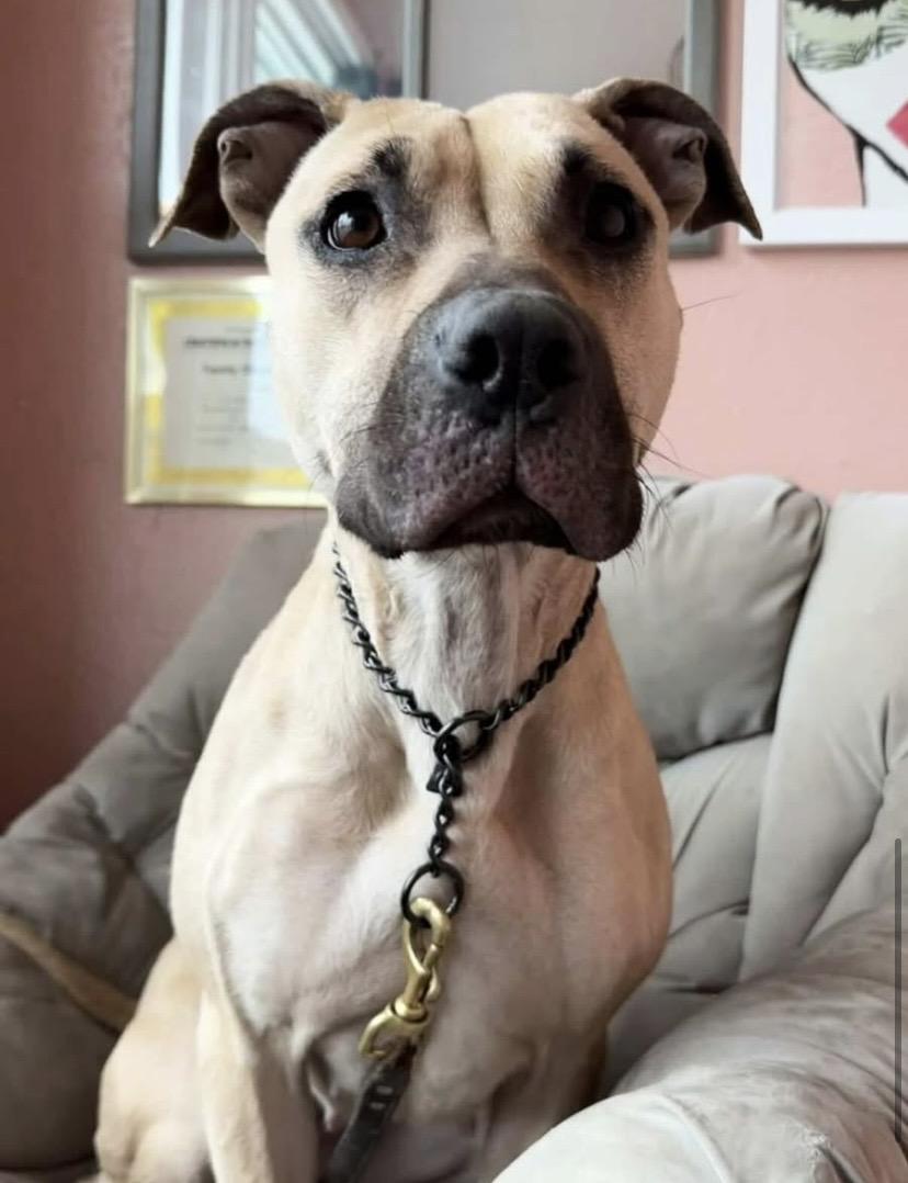 Enlarge Billie Jean, a ADOPTABLE mixed breed in Philadelphia, PA image 5/5