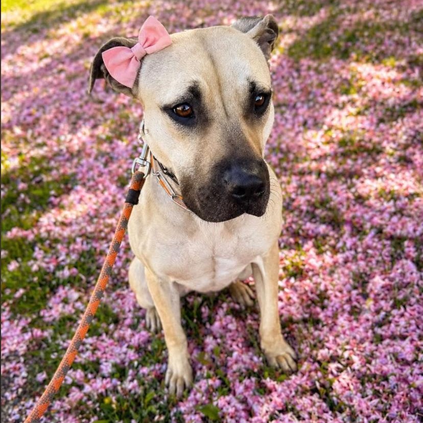 Enlarge Billie Jean, a ADOPTABLE mixed breed in Philadelphia, PA image 3/6