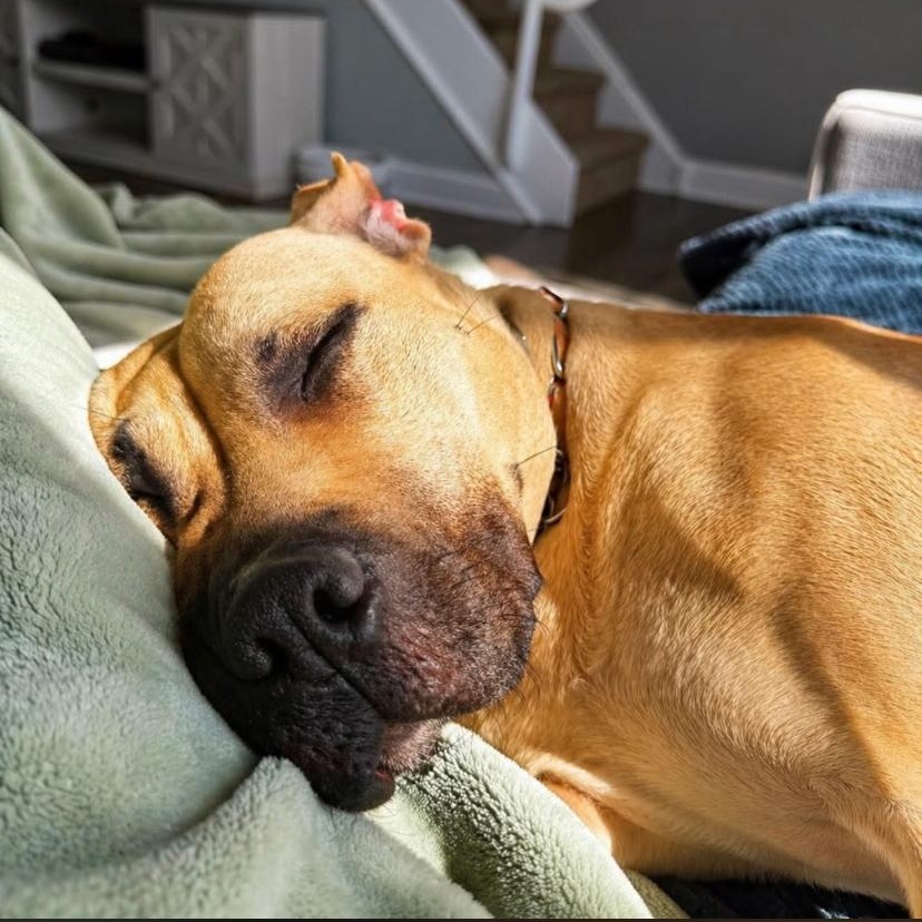 Enlarge Billie Jean, a ADOPTABLE mixed breed in Philadelphia, PA image 5/6