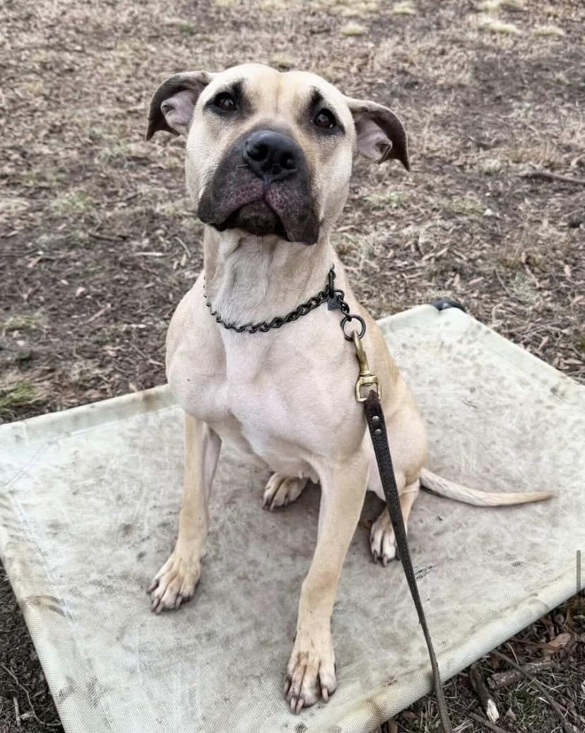 Enlarge Billie Jean, a ADOPTABLE mixed breed in Philadelphia, PA image 2/5