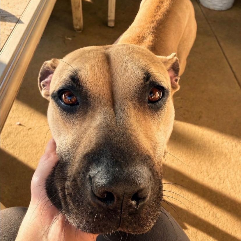 Enlarge Billie Jean, a ADOPTABLE mixed breed in Philadelphia, PA image 6/6