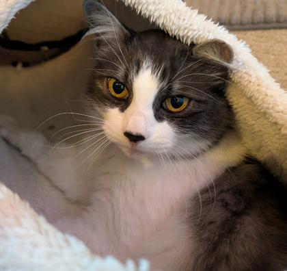 Ben, a Adoptable mixed breed in Encinitas, CA image 1/3