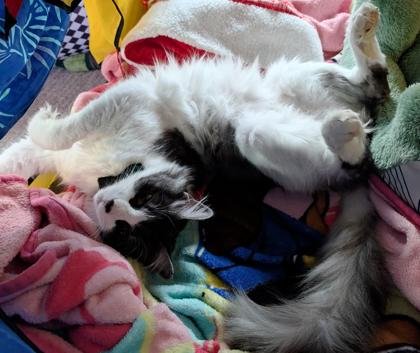 Ben, a Adoptable mixed breed in Encinitas, CA image 2/3