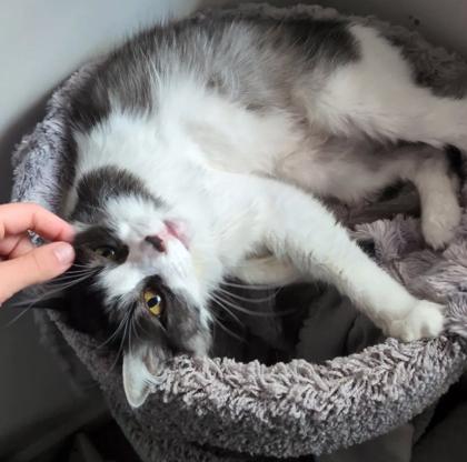 Ben, a Adoptable mixed breed in Encinitas, CA image 3/3