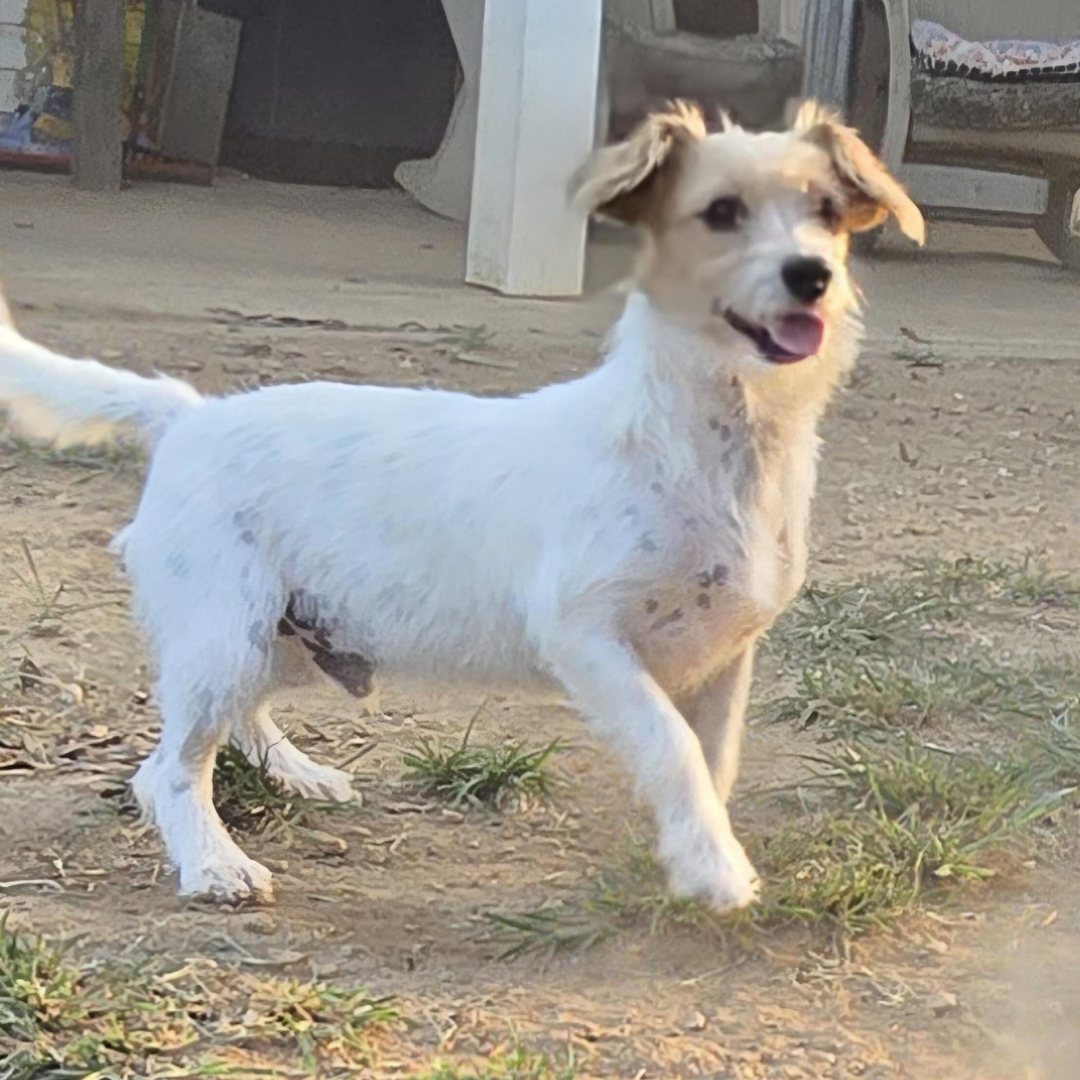Enlarge Butters, an adopted mixed breed in Athens, AL image 1/6