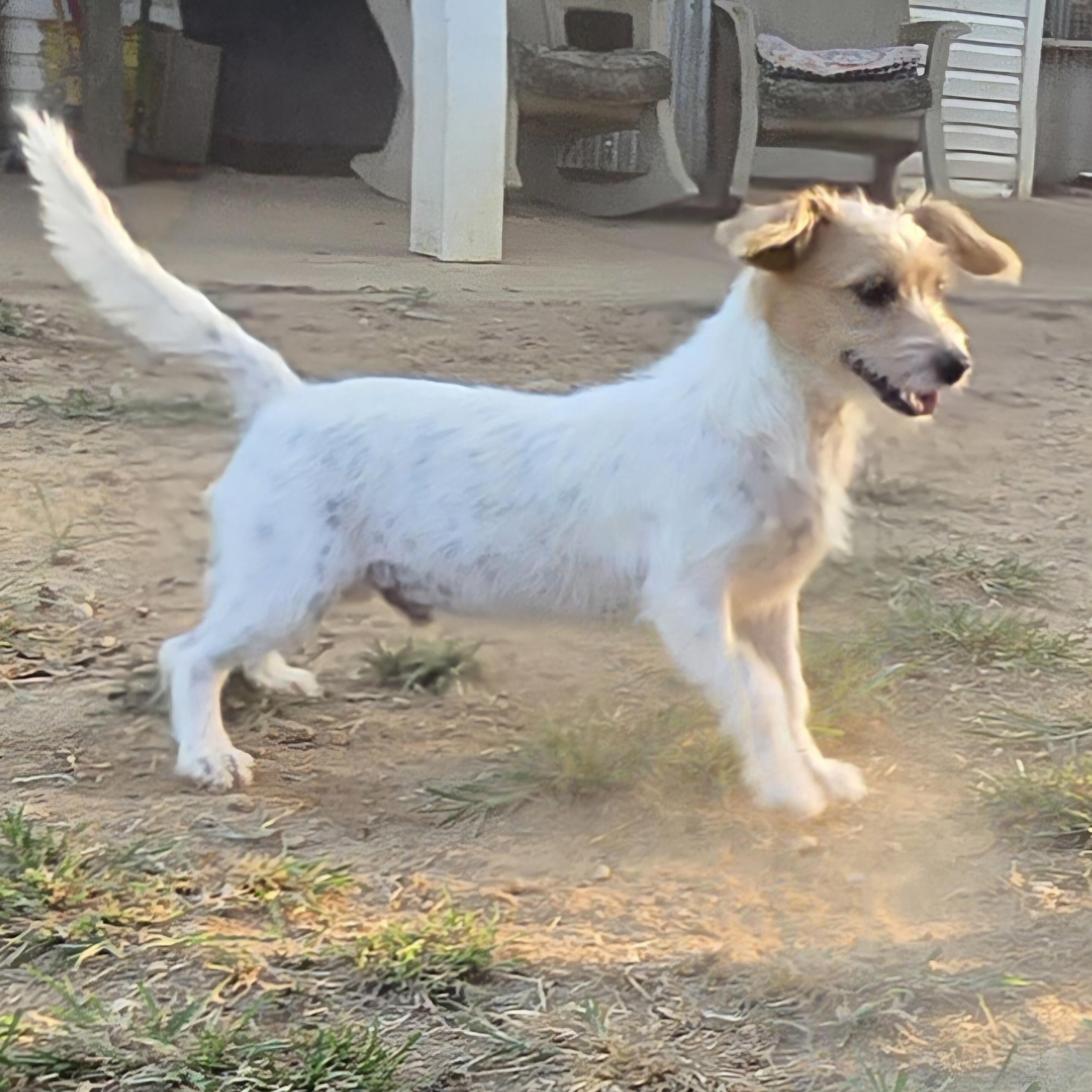 Enlarge Butters, an adopted mixed breed in Athens, AL image 6/6