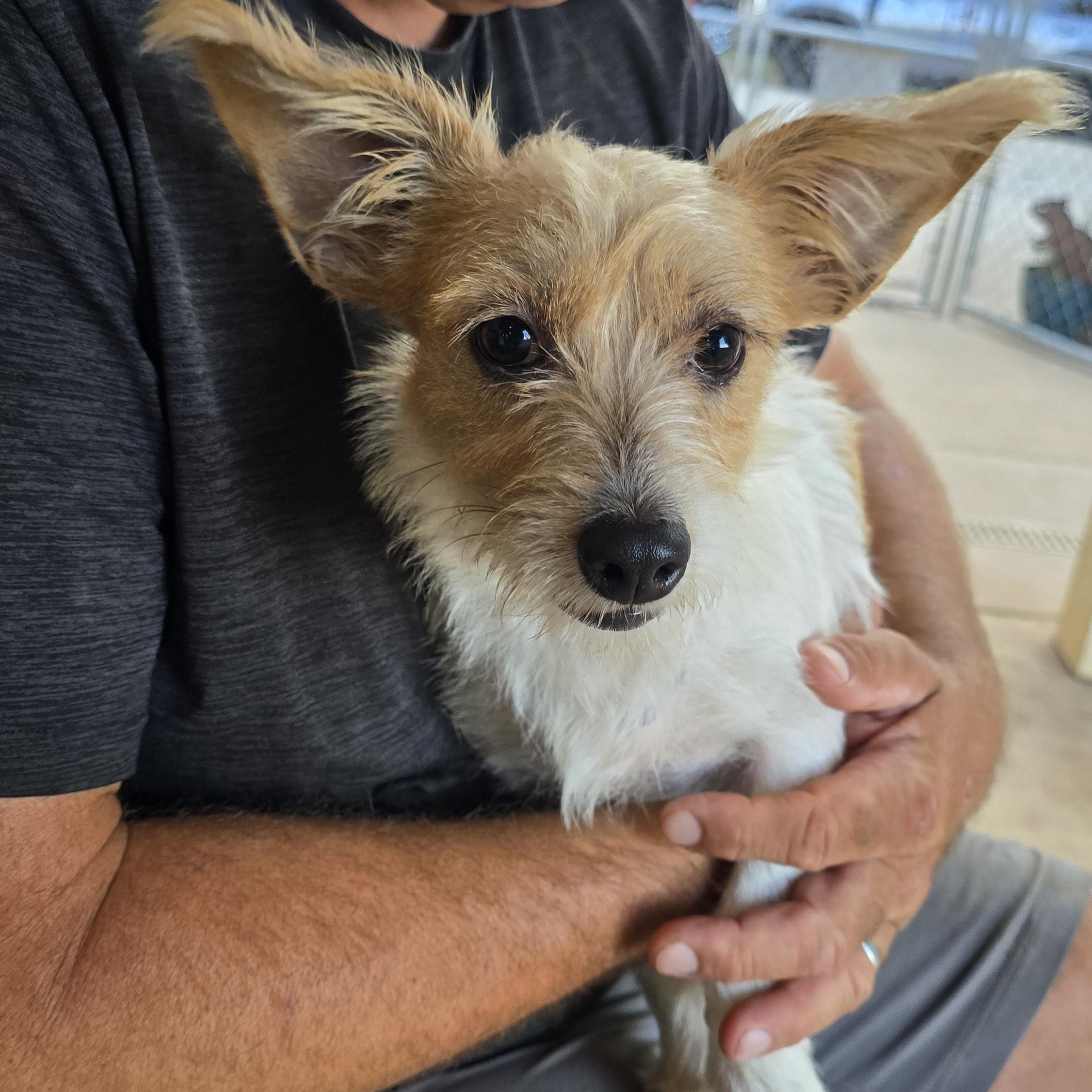 Enlarge Butters, an adopted mixed breed in Athens, AL image 5/6