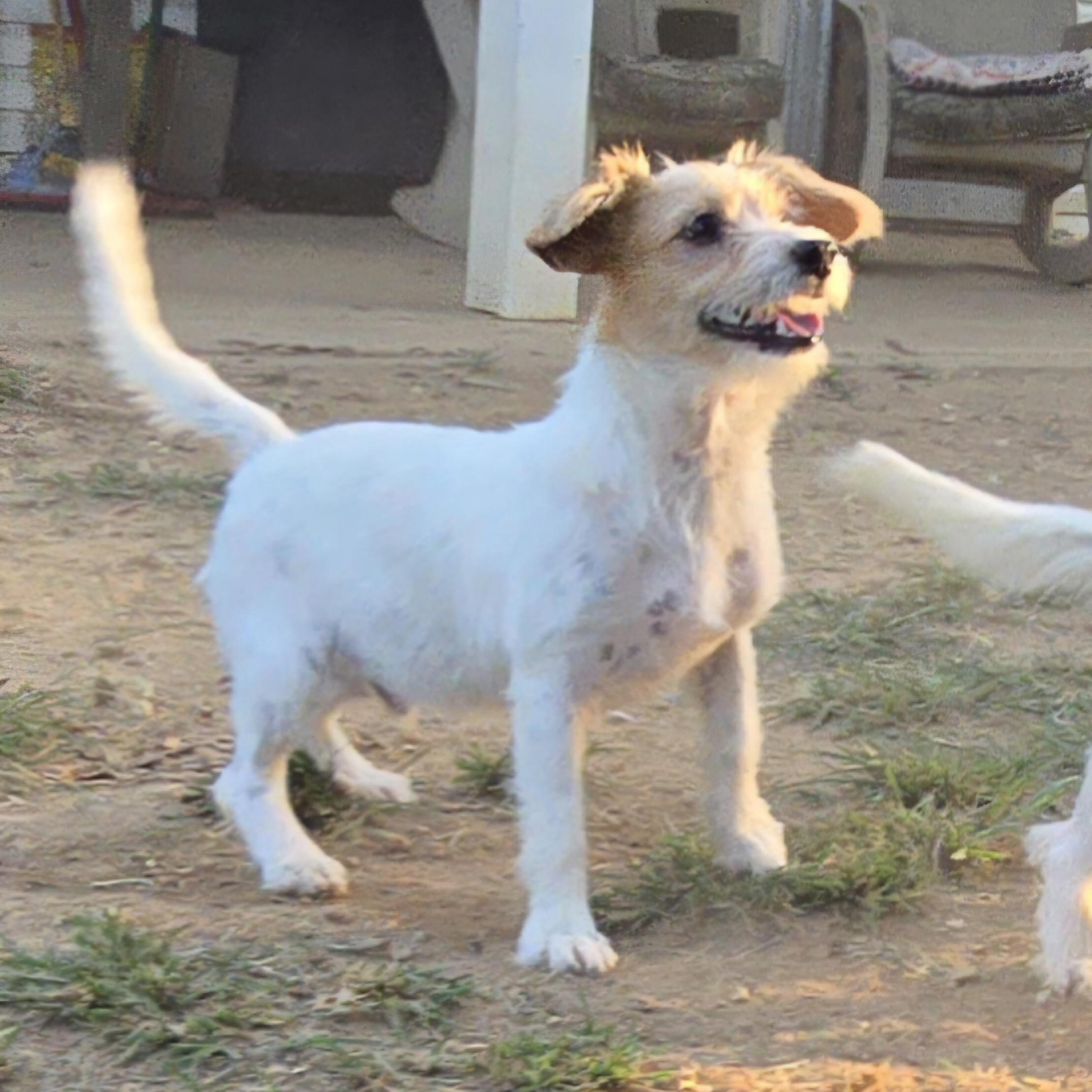 Enlarge Butters, an adopted mixed breed in Athens, AL image 4/6