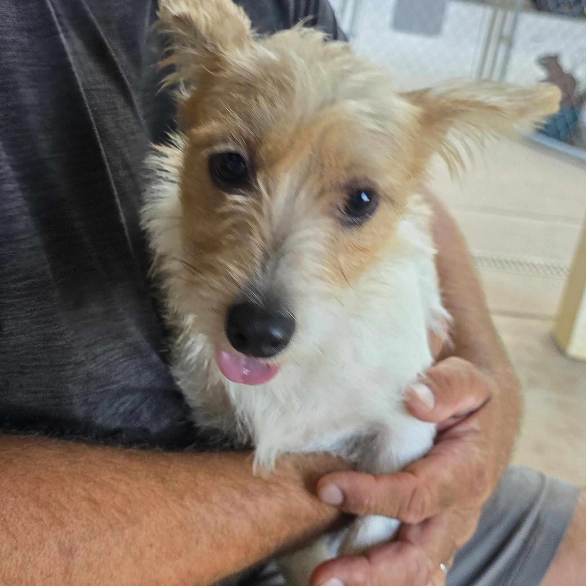 Enlarge Butters, an adopted mixed breed in Athens, AL image 3/6