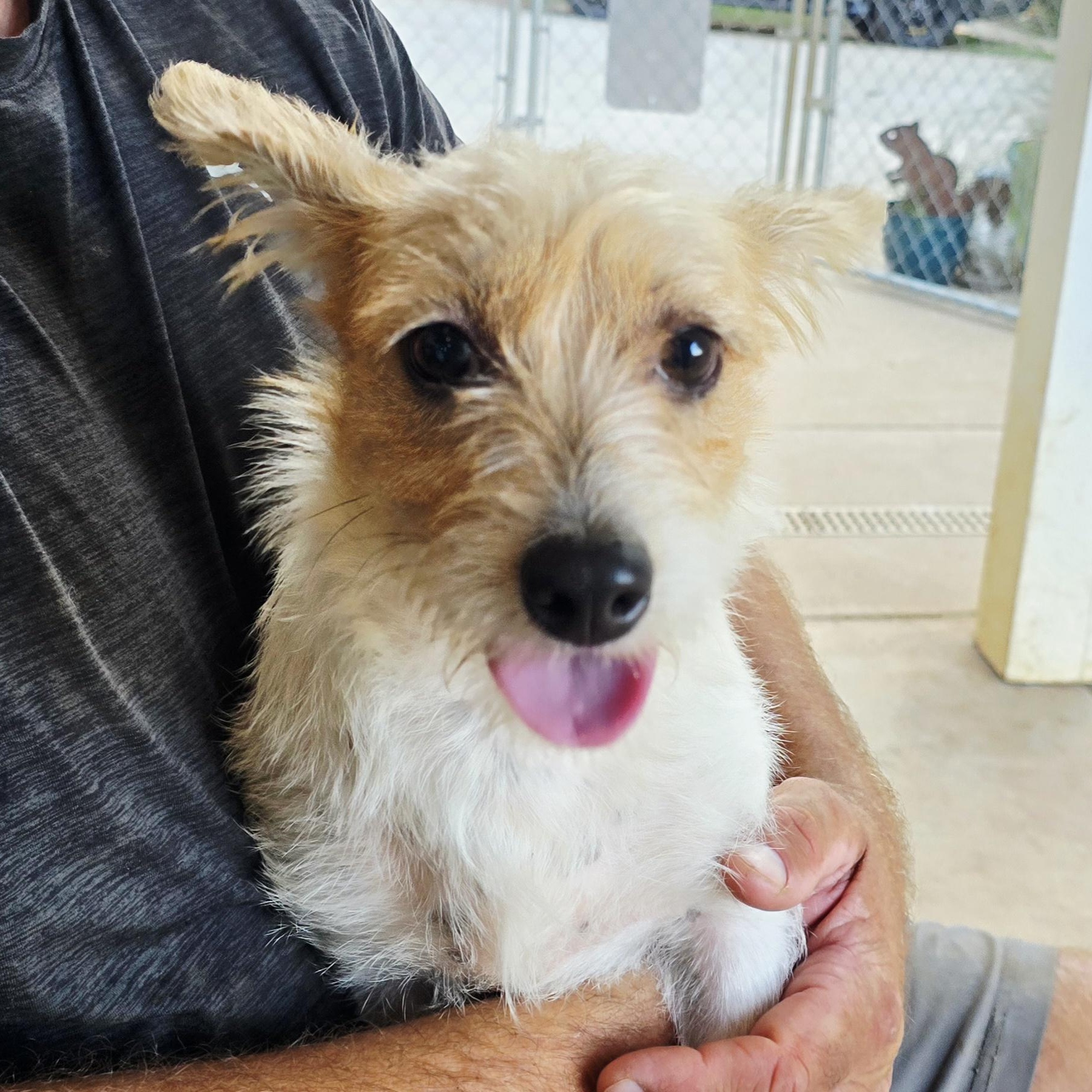 Enlarge Butters, an adopted mixed breed in Athens, AL image 2/6