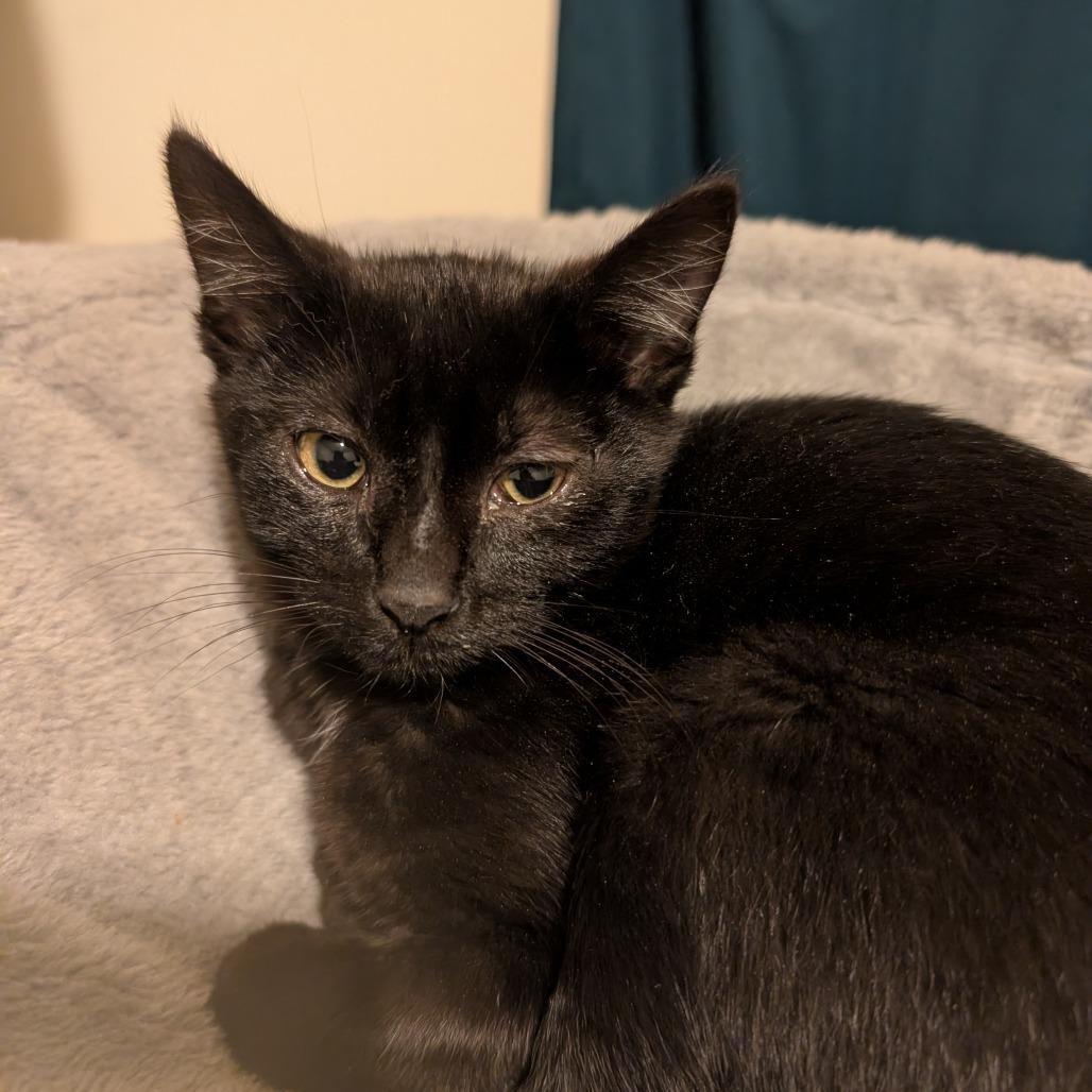 Enlarge Esai, a Adoptable Domestic Short Hair in Oakland, CA image 2/6