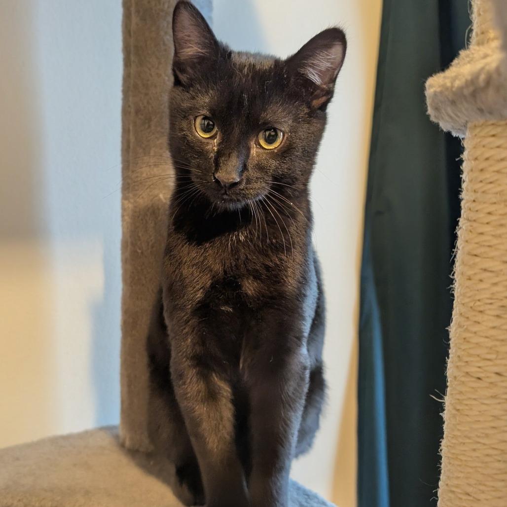 Enlarge Esai, a Adoptable Domestic Short Hair in Oakland, CA image 3/6