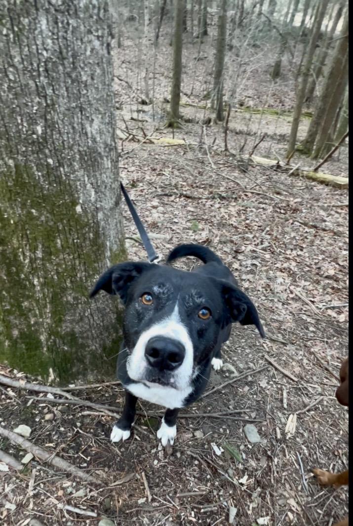 PO'BOY, a ADOPTABLE mixed breed in Millerstown, PA image 6/6