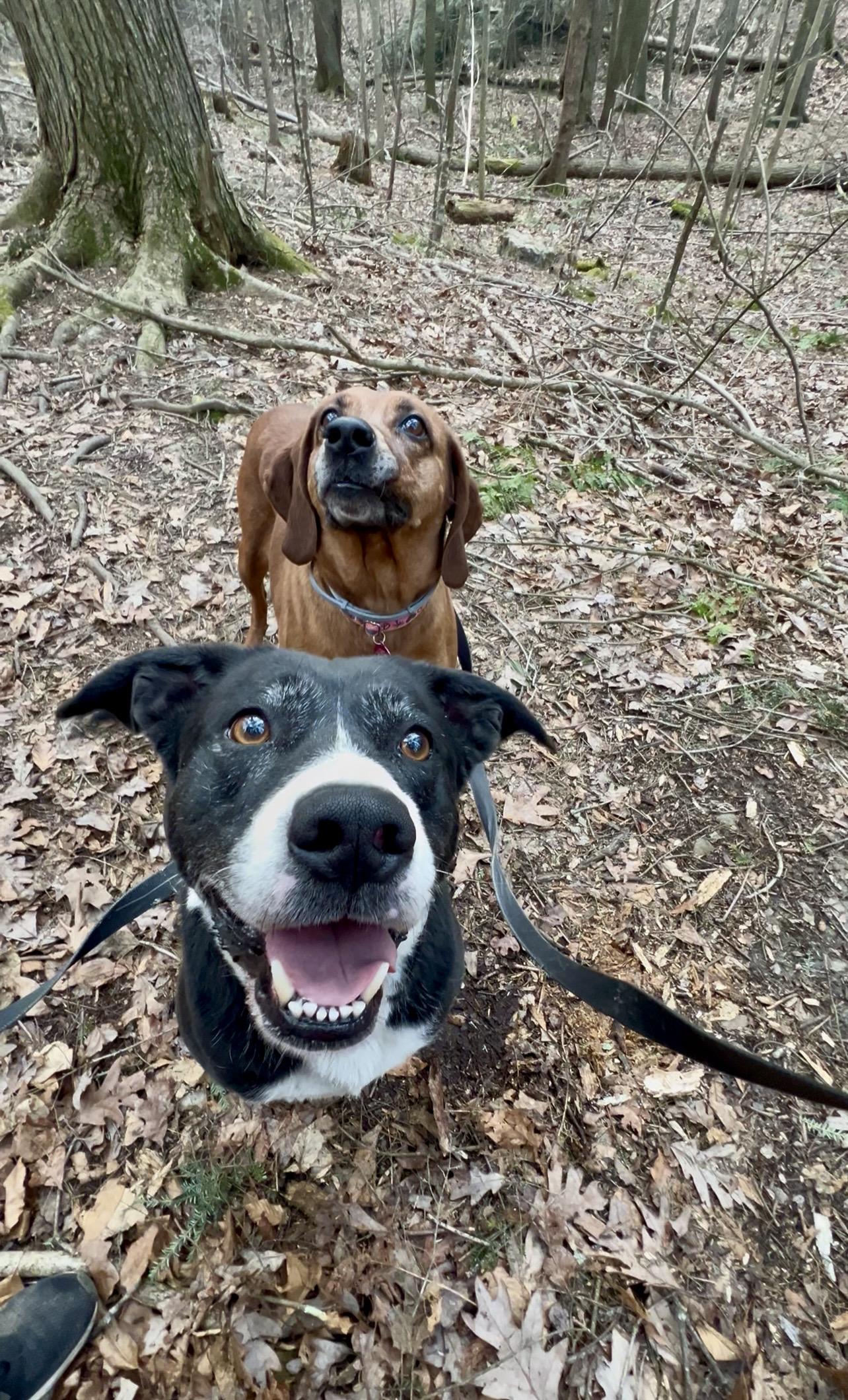 PO'BOY, a ADOPTABLE mixed breed in Millerstown, PA image 3/6