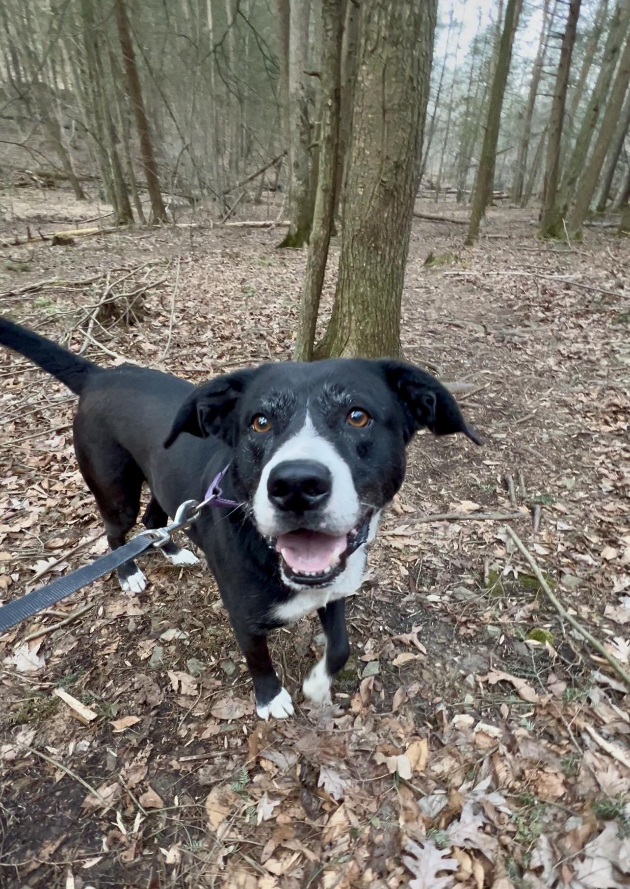 PO'BOY, a ADOPTABLE mixed breed in Millerstown, PA image 2/6