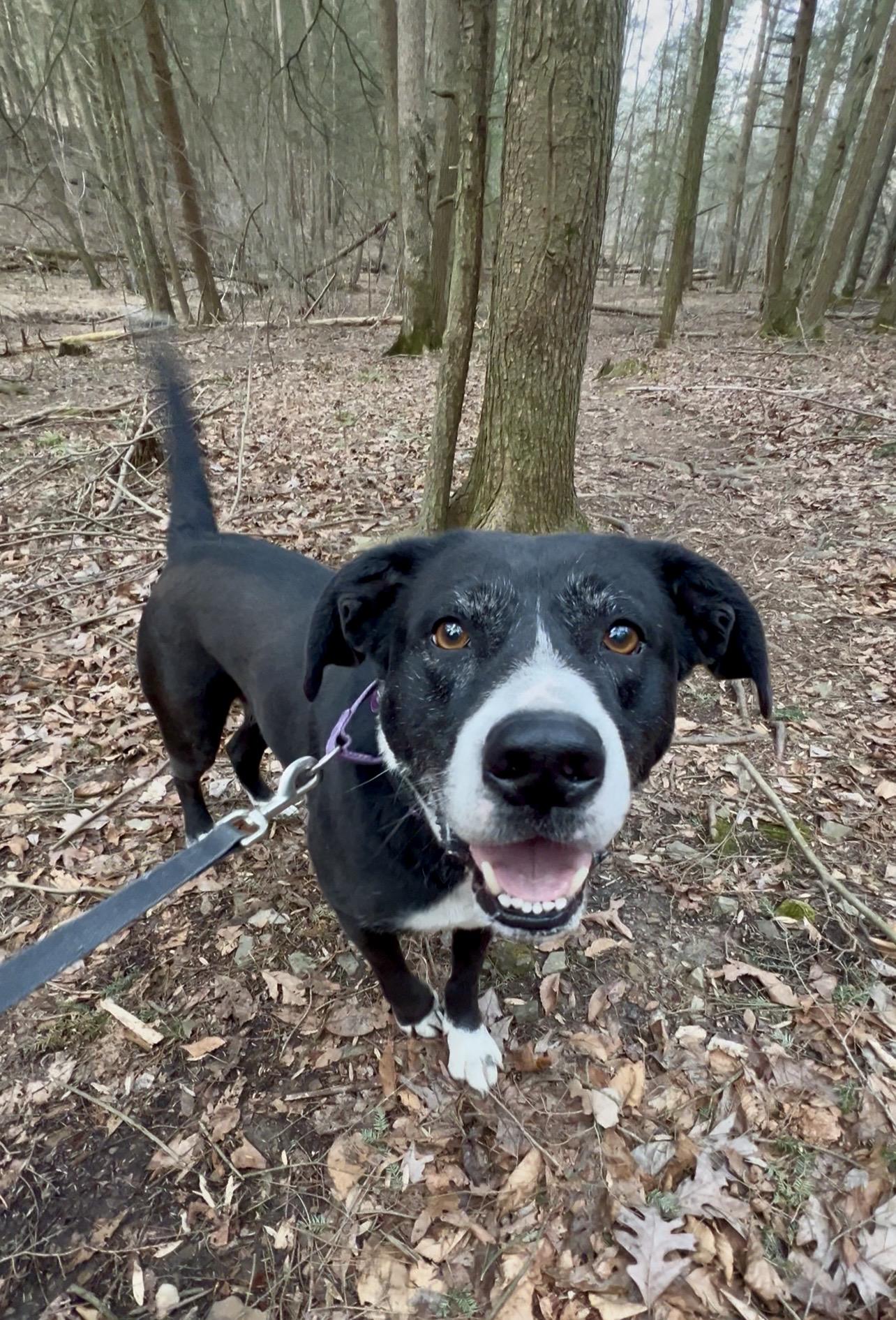 PO'BOY, ADOPTABLE, Adult Male Labrador Retriever & Hound.