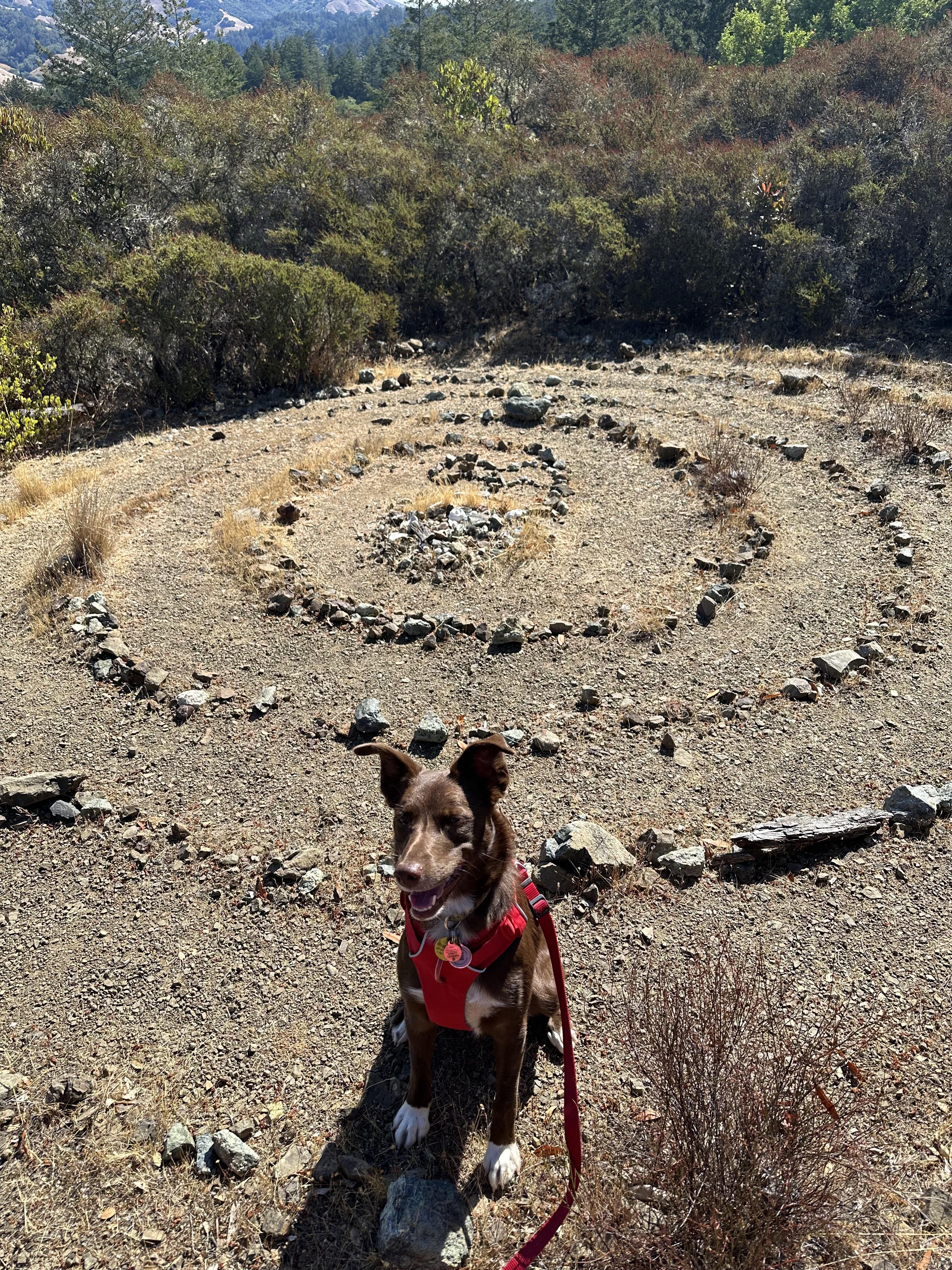 Ruby, a Adoptable mixed breed in Santa Rosa, CA image 1/6