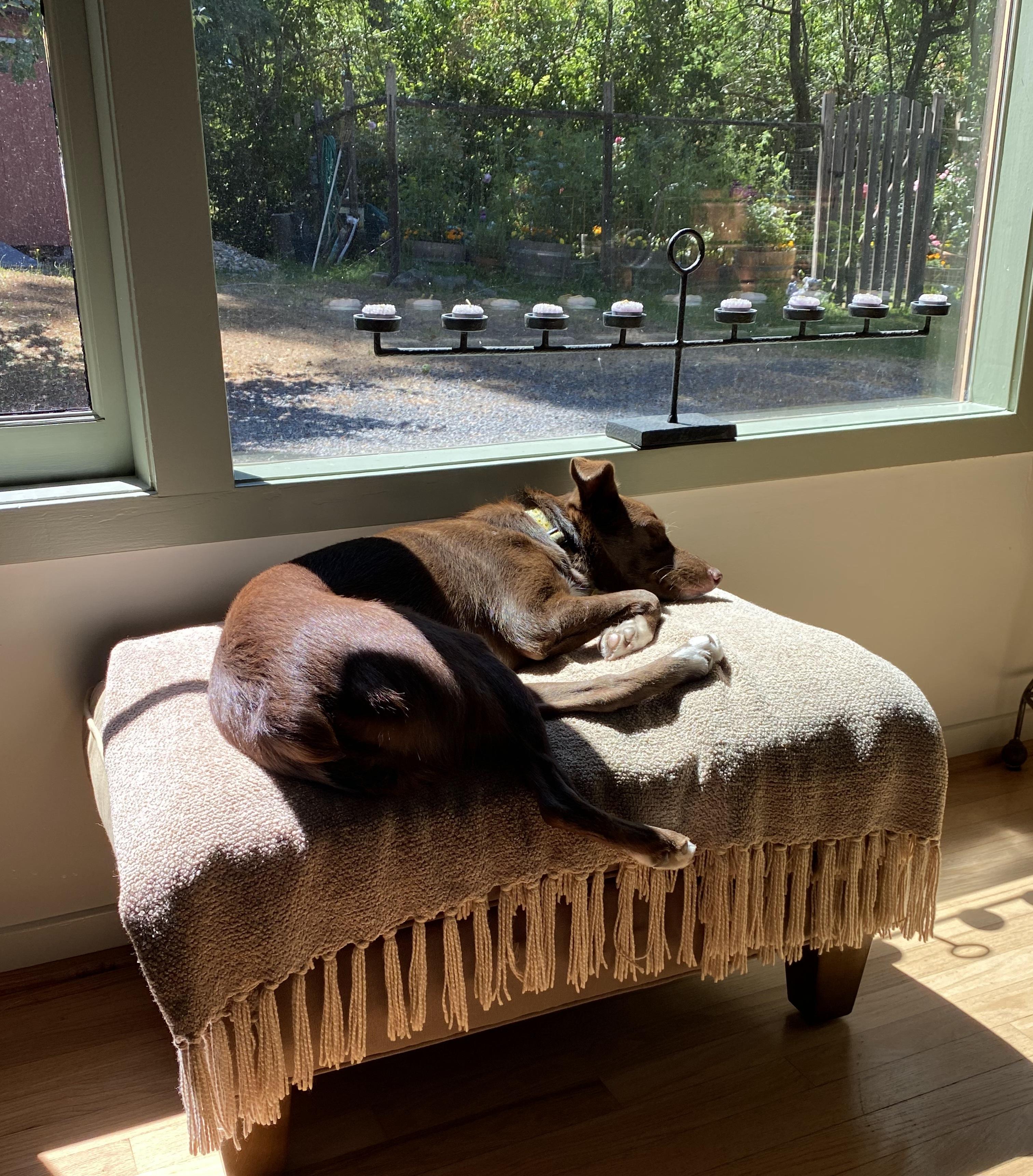 Ruby, a Adoptable mixed breed in Santa Rosa, CA image 2/6