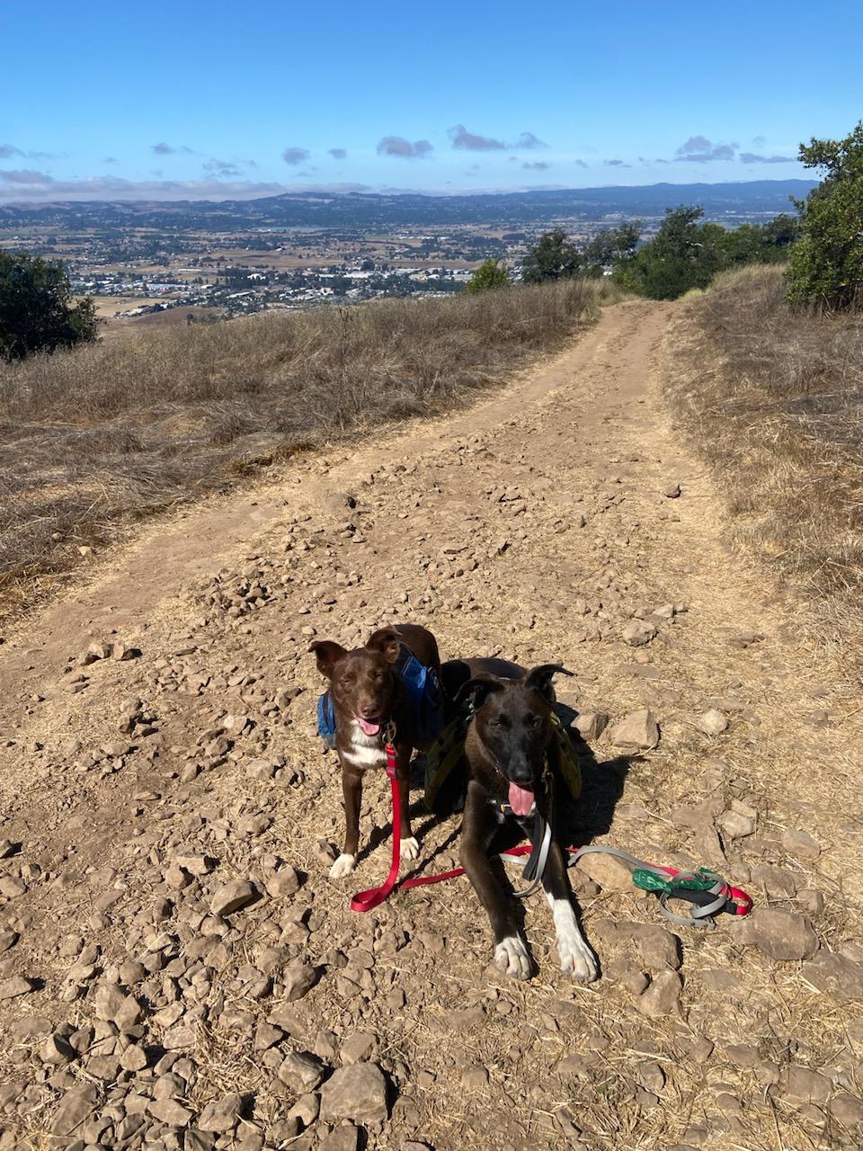 Ruby, a Adoptable mixed breed in Santa Rosa, CA image 3/6