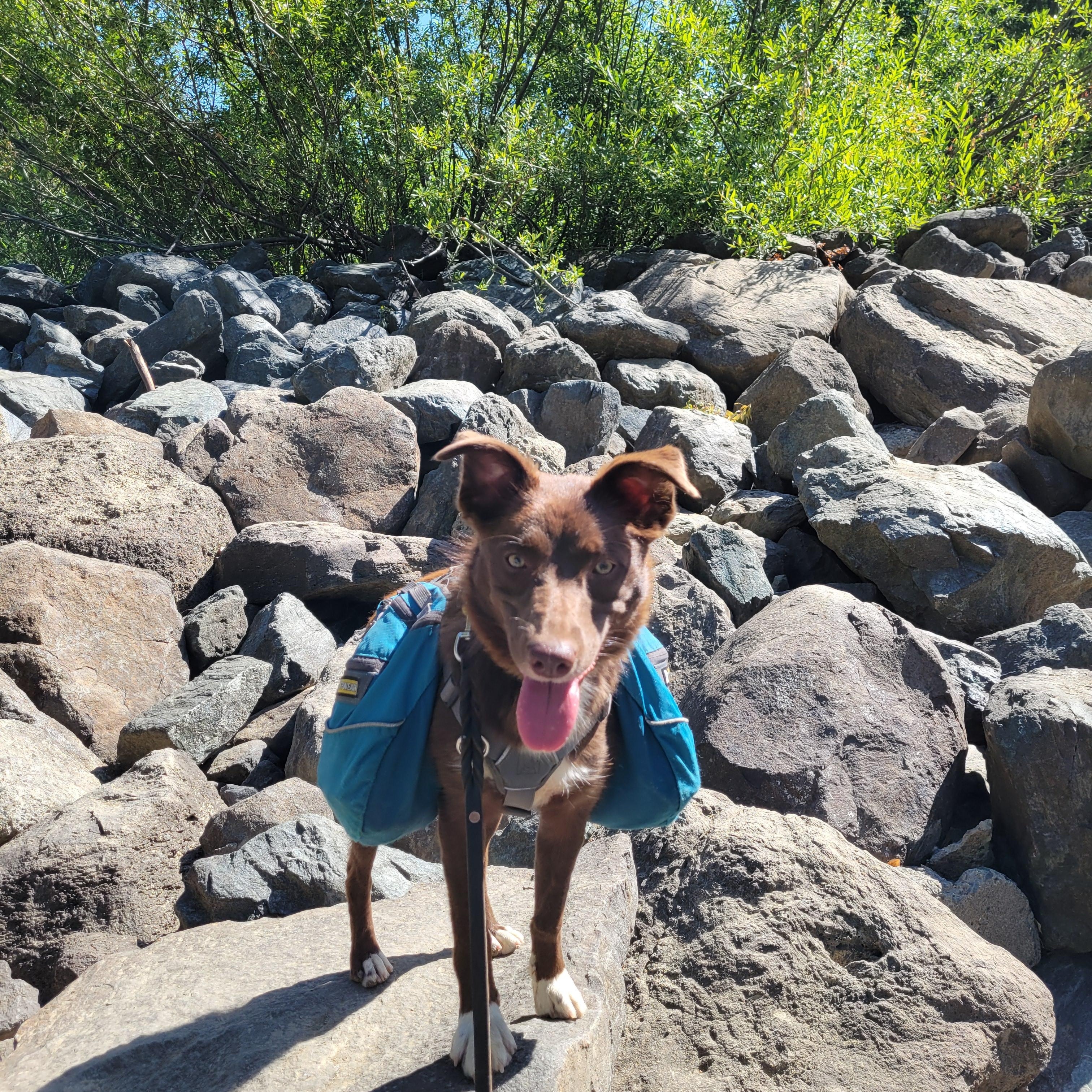 Ruby, a Adoptable mixed breed in Santa Rosa, CA image 4/6