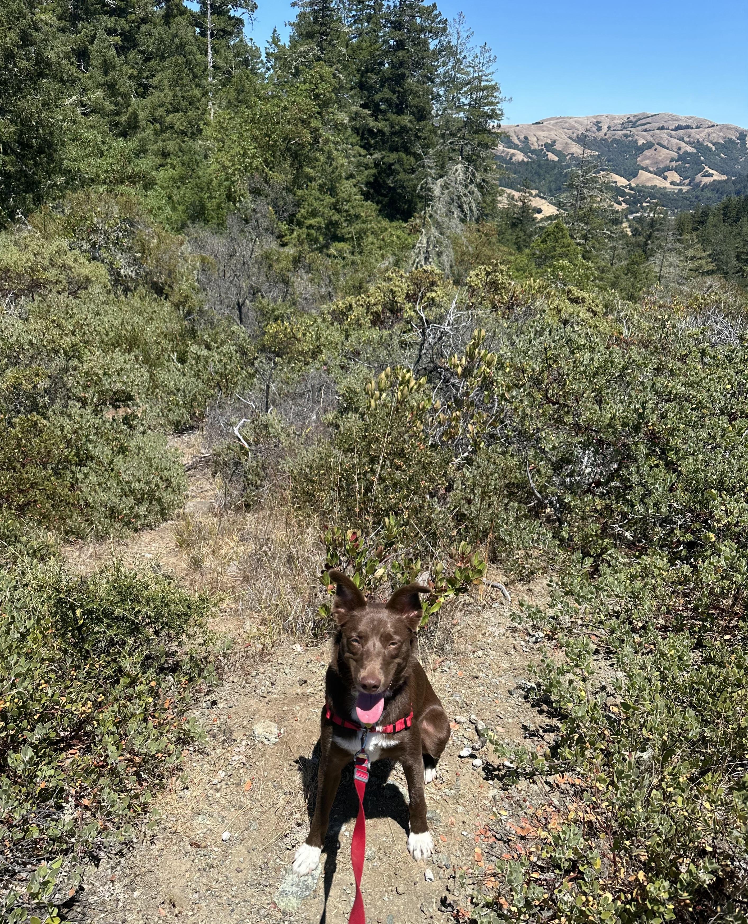 Ruby, a Adoptable mixed breed in Santa Rosa, CA image 5/6