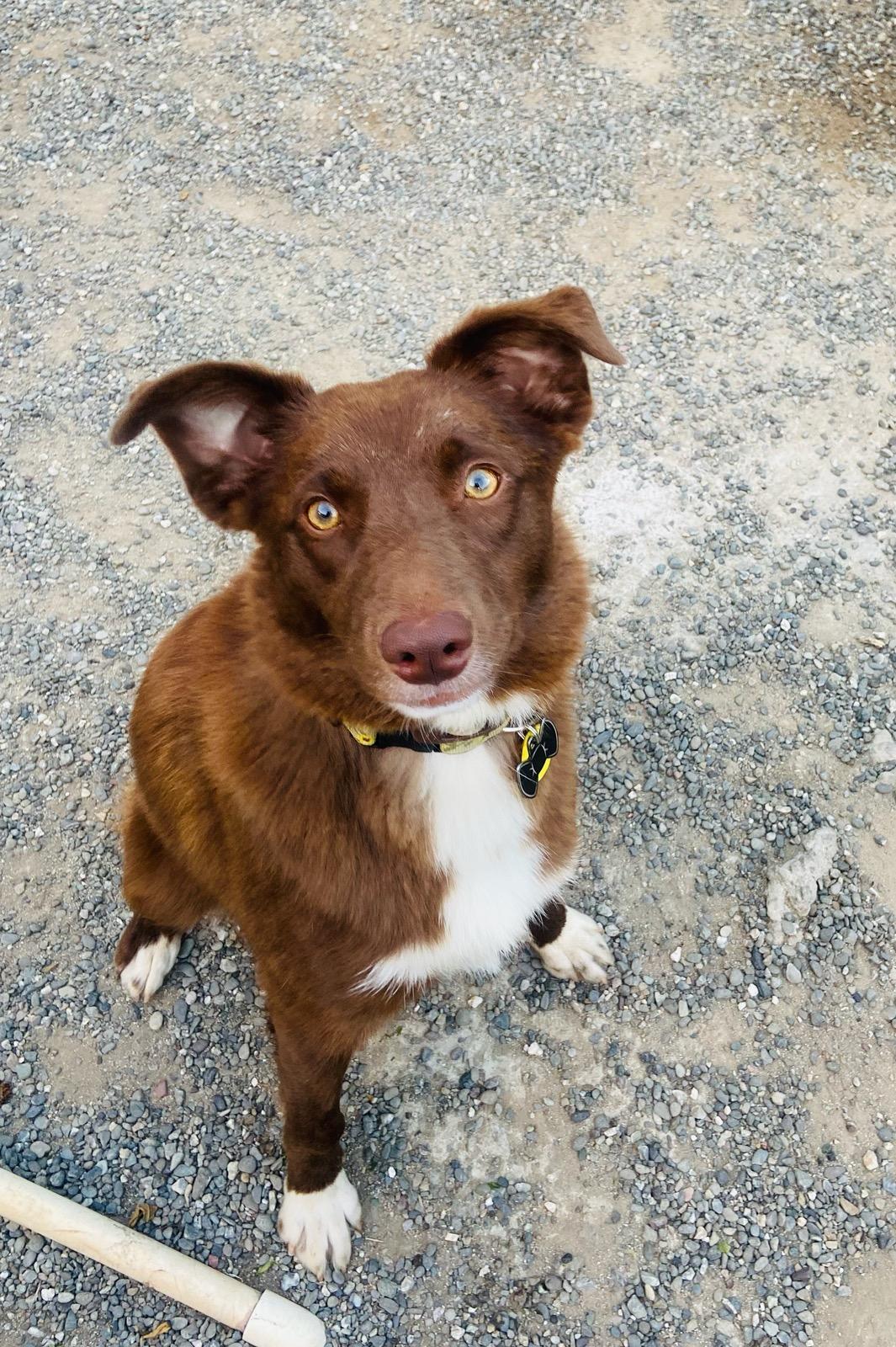 Ruby, a Adoptable mixed breed in Santa Rosa, CA image 6/6