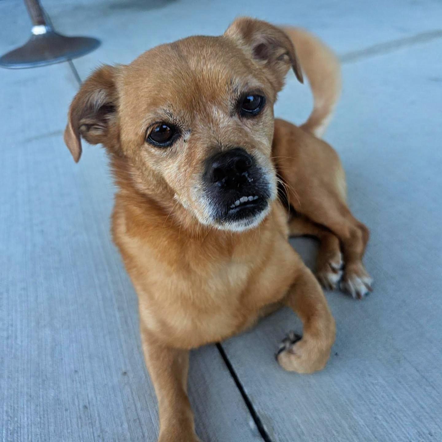 Enlarge Bentley 3, a ADOPTABLE Chihuahua in Eustis, FL image 1/2