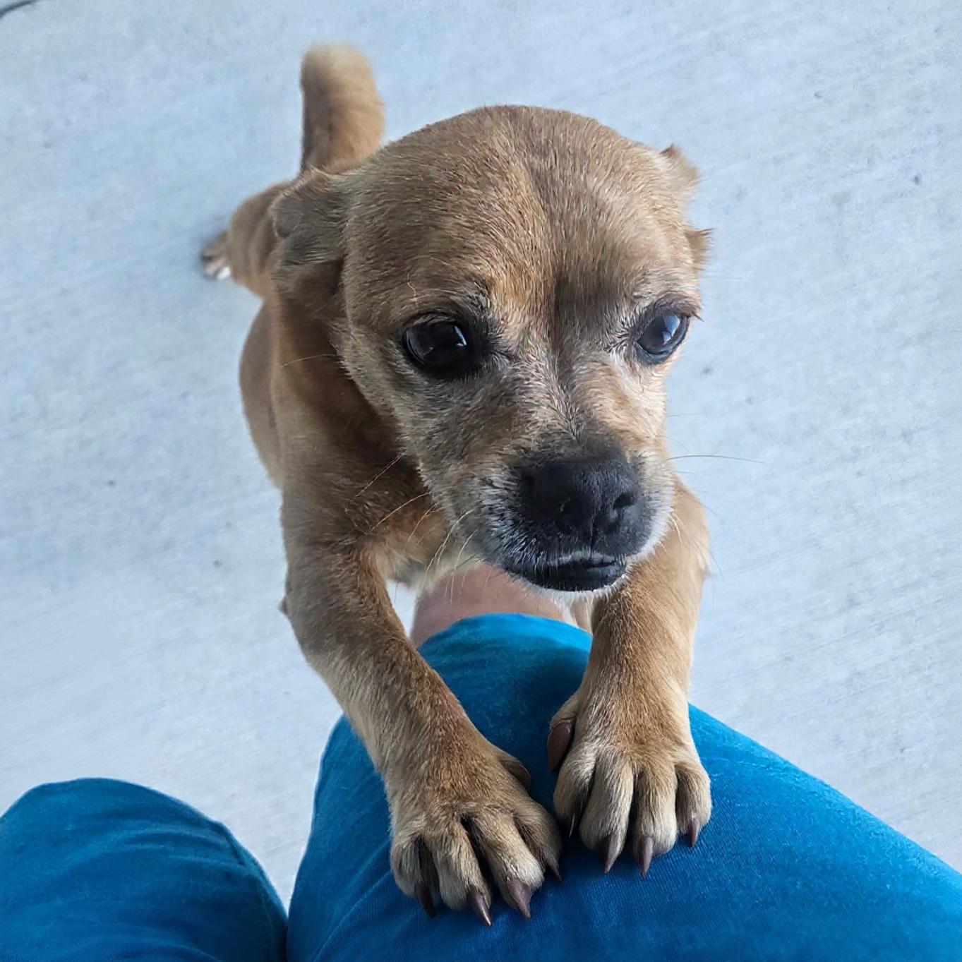 Enlarge Bentley 3, a ADOPTABLE Chihuahua in Eustis, FL image 2/2